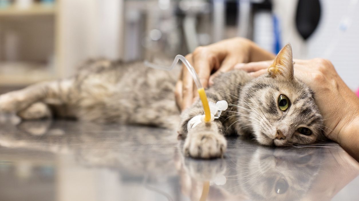 Das Notfellchen-Programm von Tierschutz Austria ist für besonders dramatische und langwierige Fälle ins Leben gerufen worden. 