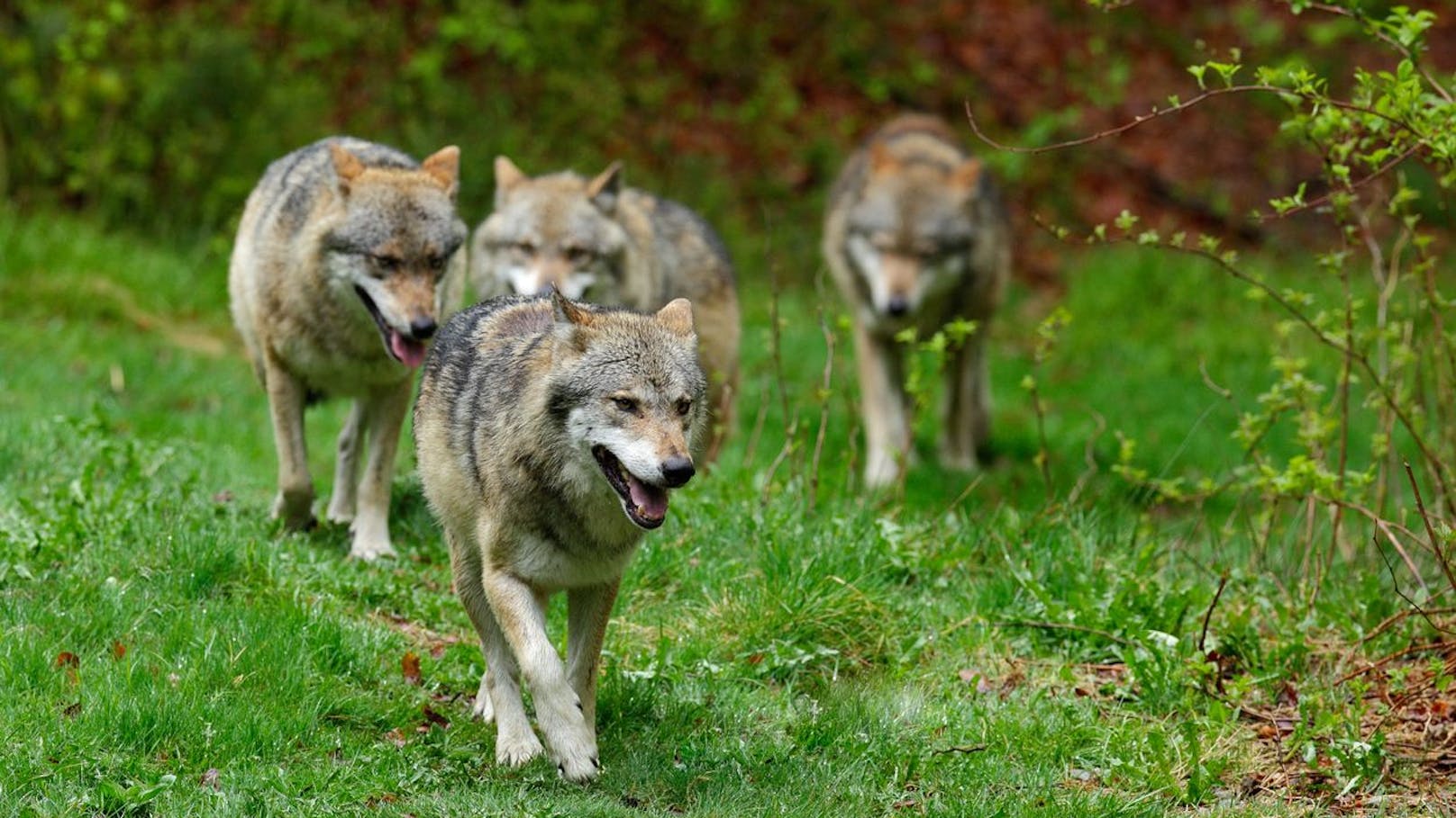 30 Wölfe streifen durch die Wälder in NÖ