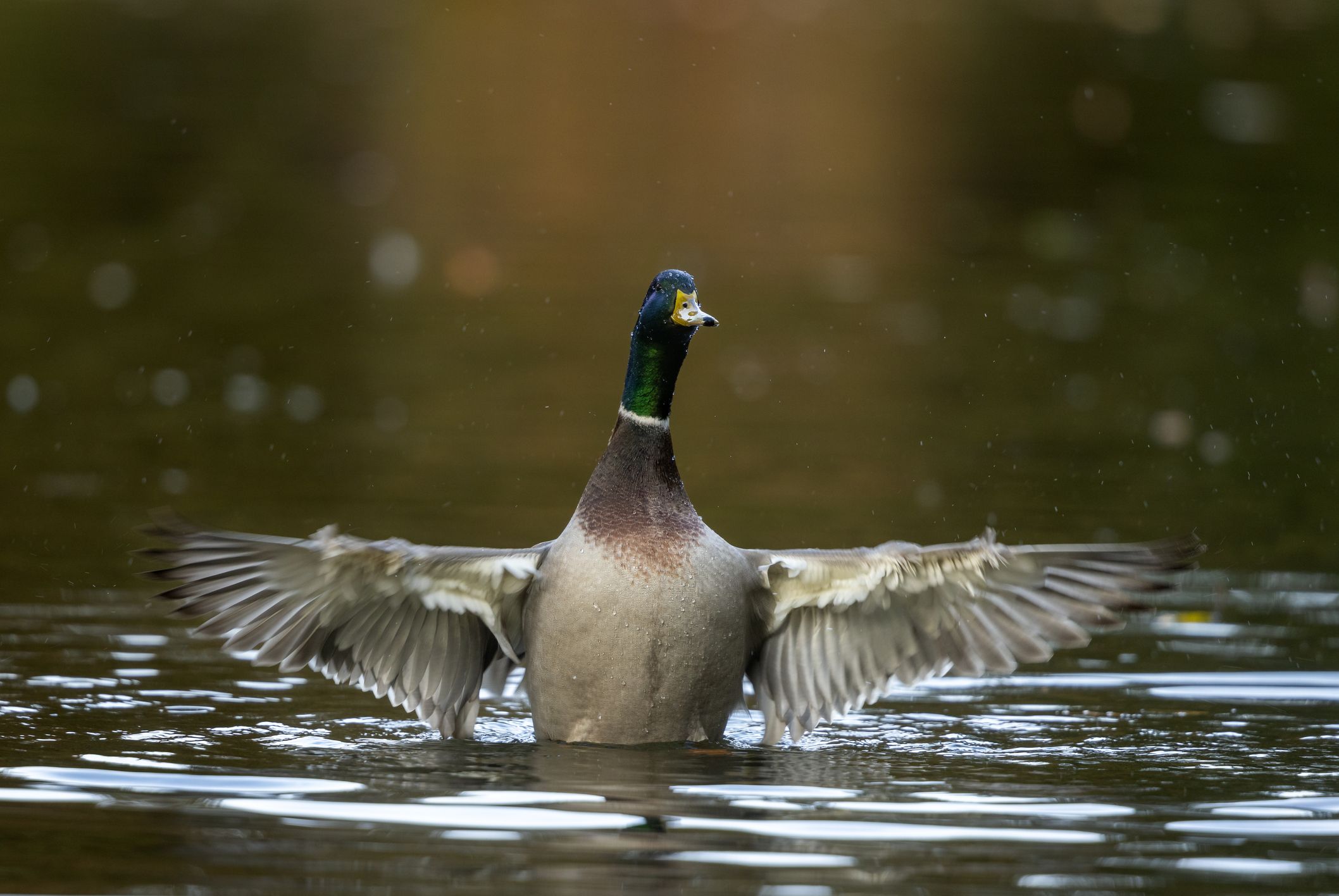 Ein verletztes oder getötetes Tier konnte nicht aufgefunden werden.