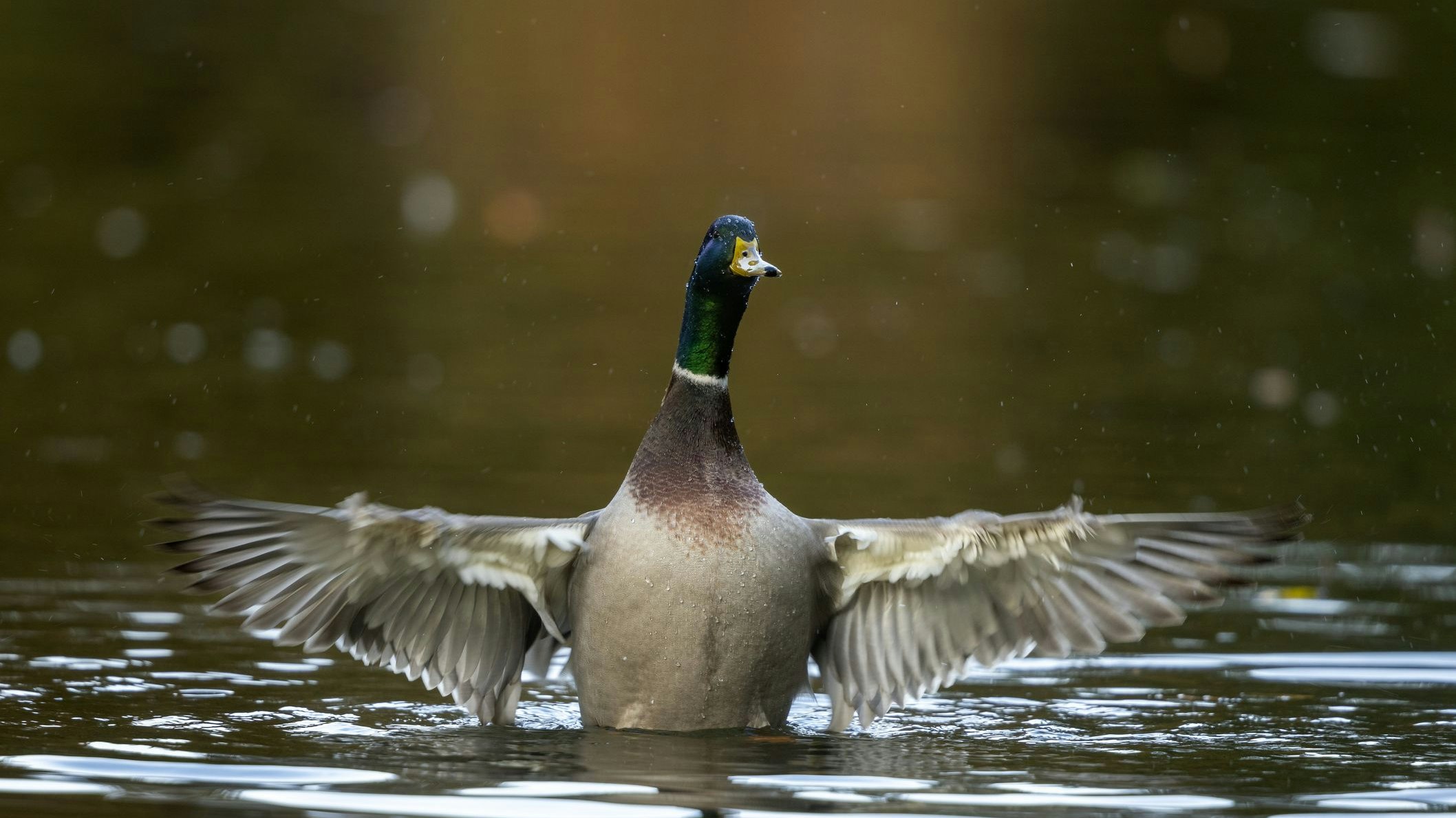 Mallard drake (Anas platyrhynchos) flapping wings in a lake.