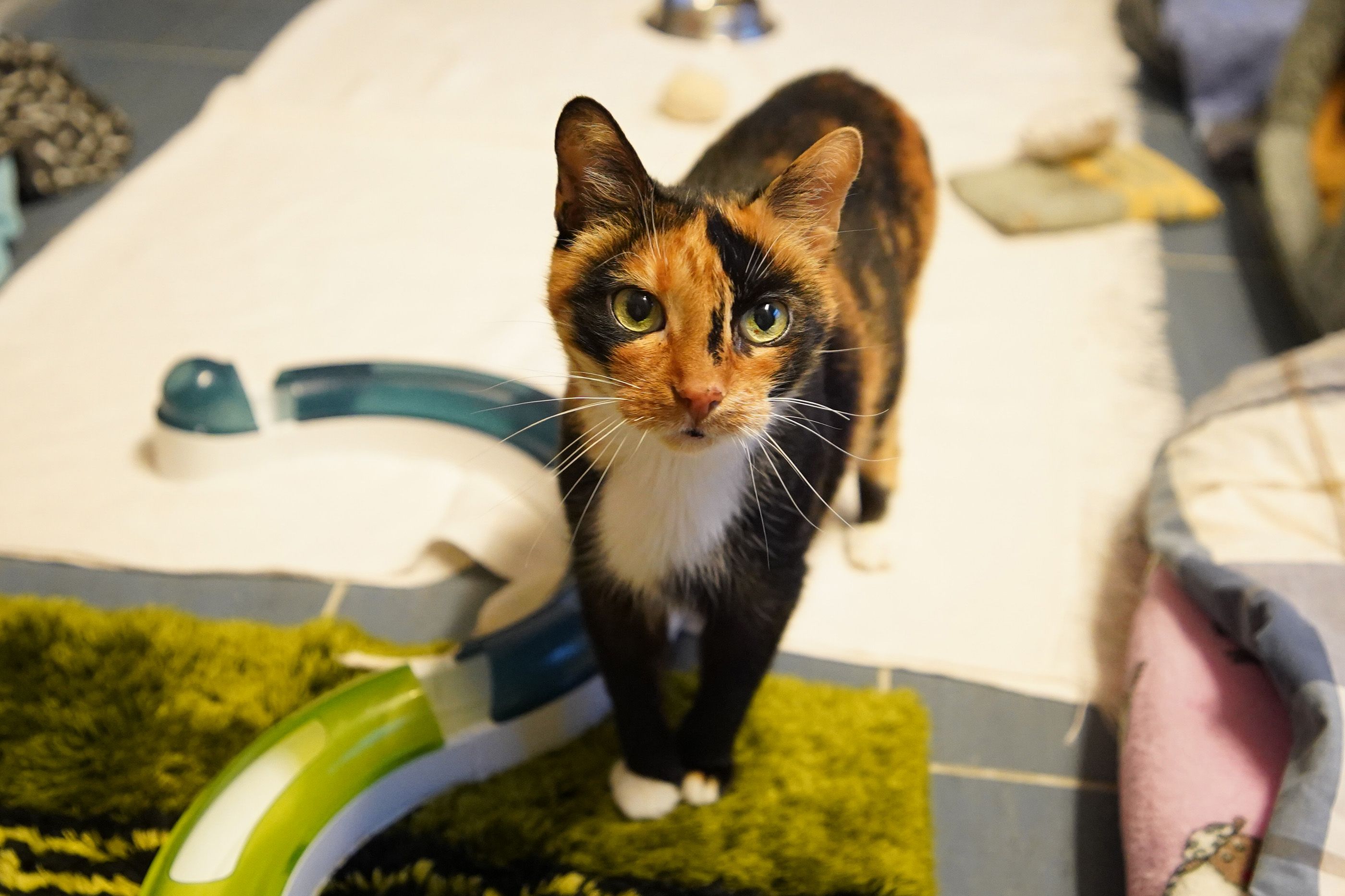 Katzenomi Pina (15) sucht gemeinsam mit Leidensgenossin Lara (18) ein Plätzchen für den Lebensabend.