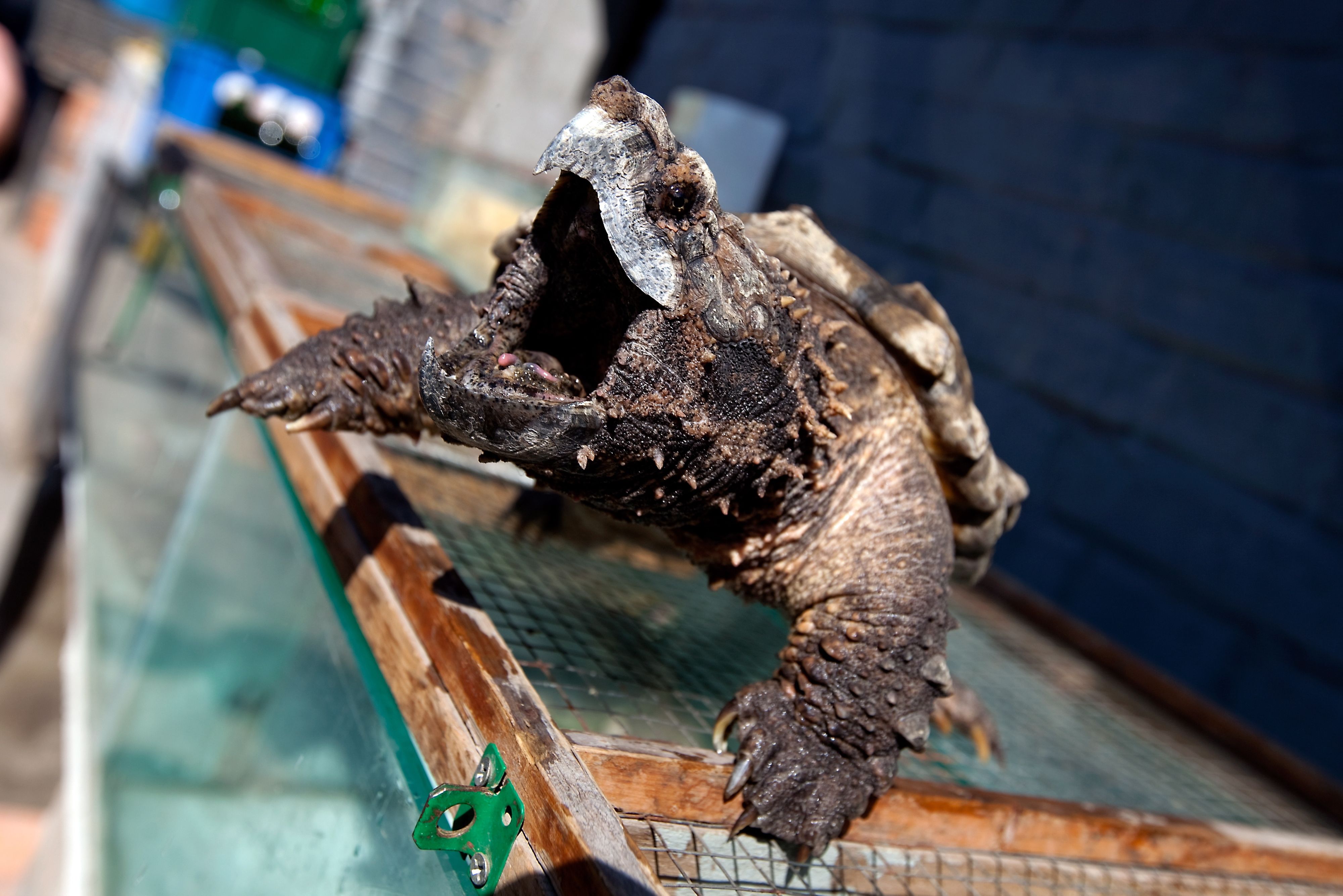 Eine Alligator-Schnappschildkröte sollte eigentlich nur in Kanada und den USA vorkommen.&nbsp;