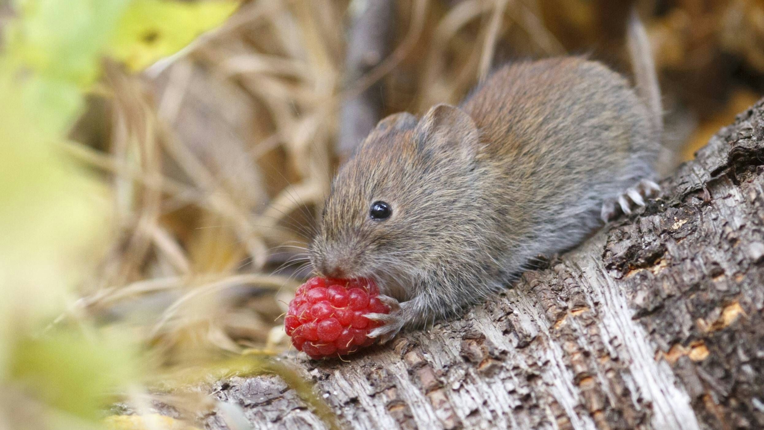 Polarrötelmäuse (Myodes rutilus) gelten als natürliches Reservoir des Alaskapocken-Virus.