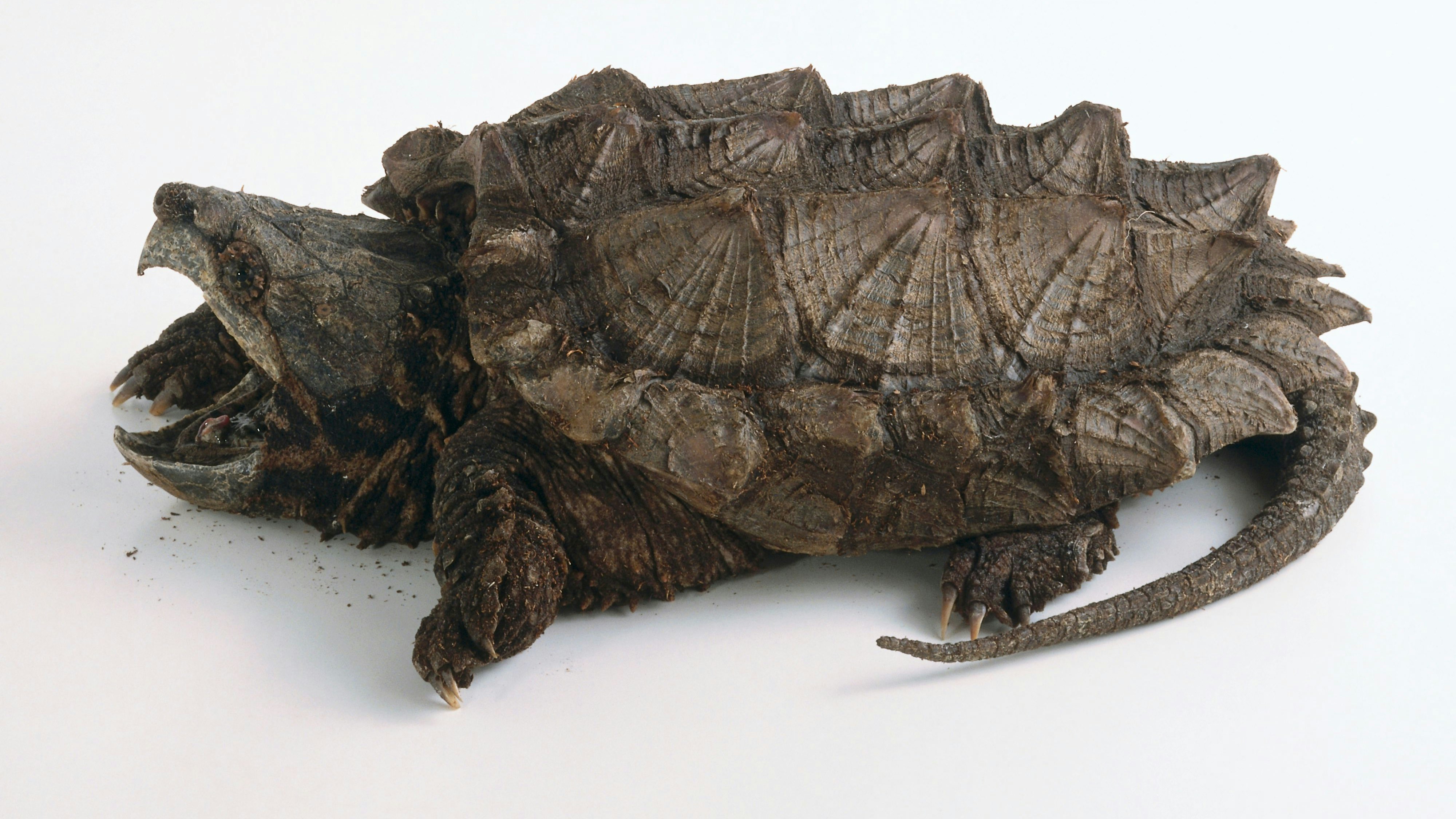 Mit der Alligator-Schnappschildkröte ist nicht gut Kirschen essen. Nähert sich ein Feind stellt sie ihre gewaltige Bisskraft unter Beweis. 