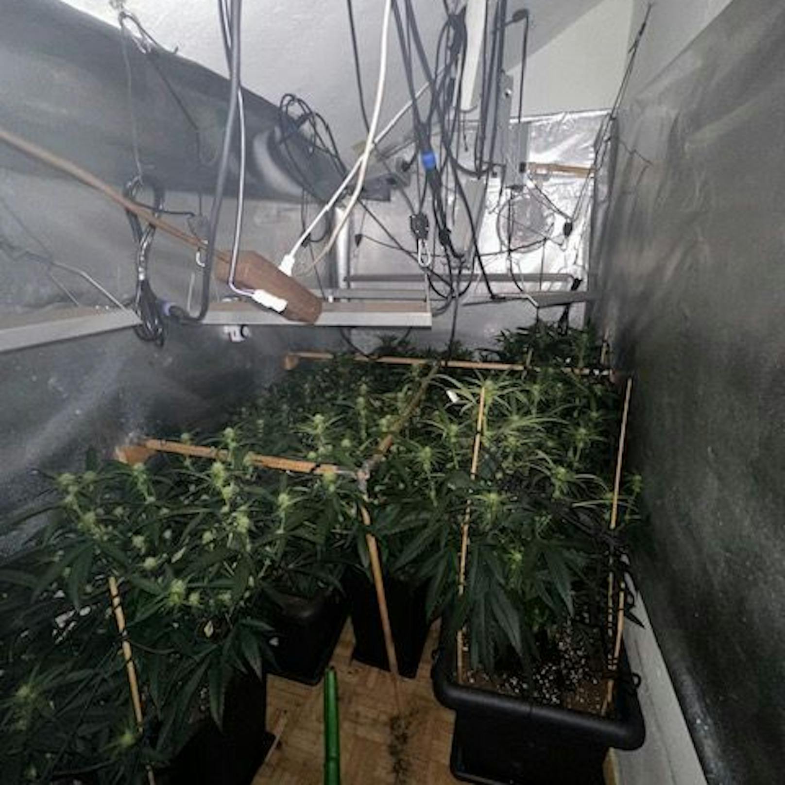 Ein 31-jähriger Flachgauer wird beschuldigt, seit unbekannter Zeit bis Dezember 2023 in seiner Wohnung eine professionelle Cannabis-Indoor-Plantage betrieben zu haben.
