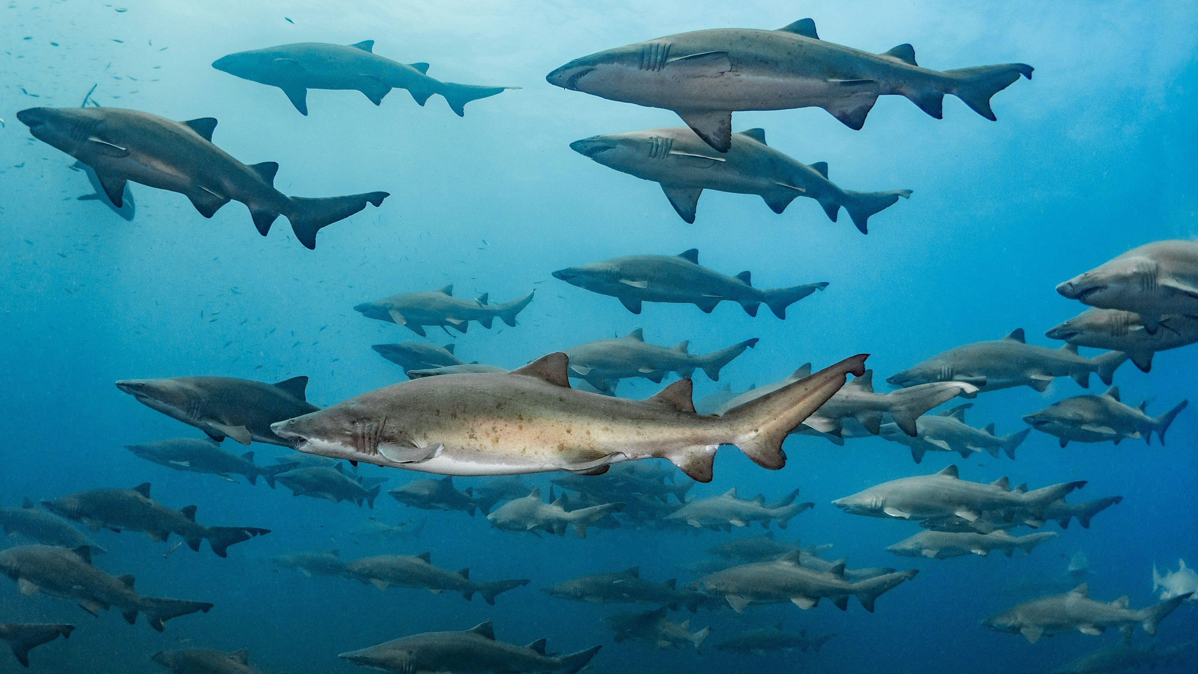 Around the July time frame every year, sand tiger sharks (Carcharias taurus) congregate near the shipwrecks off the coast of North Carolina. Morehead City, North Carolina, United States