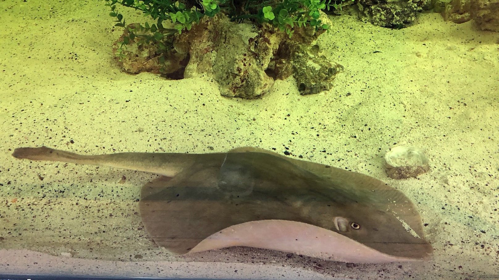 Ist Stachelrochen "Charlotte" von einem Hai schwanger?
