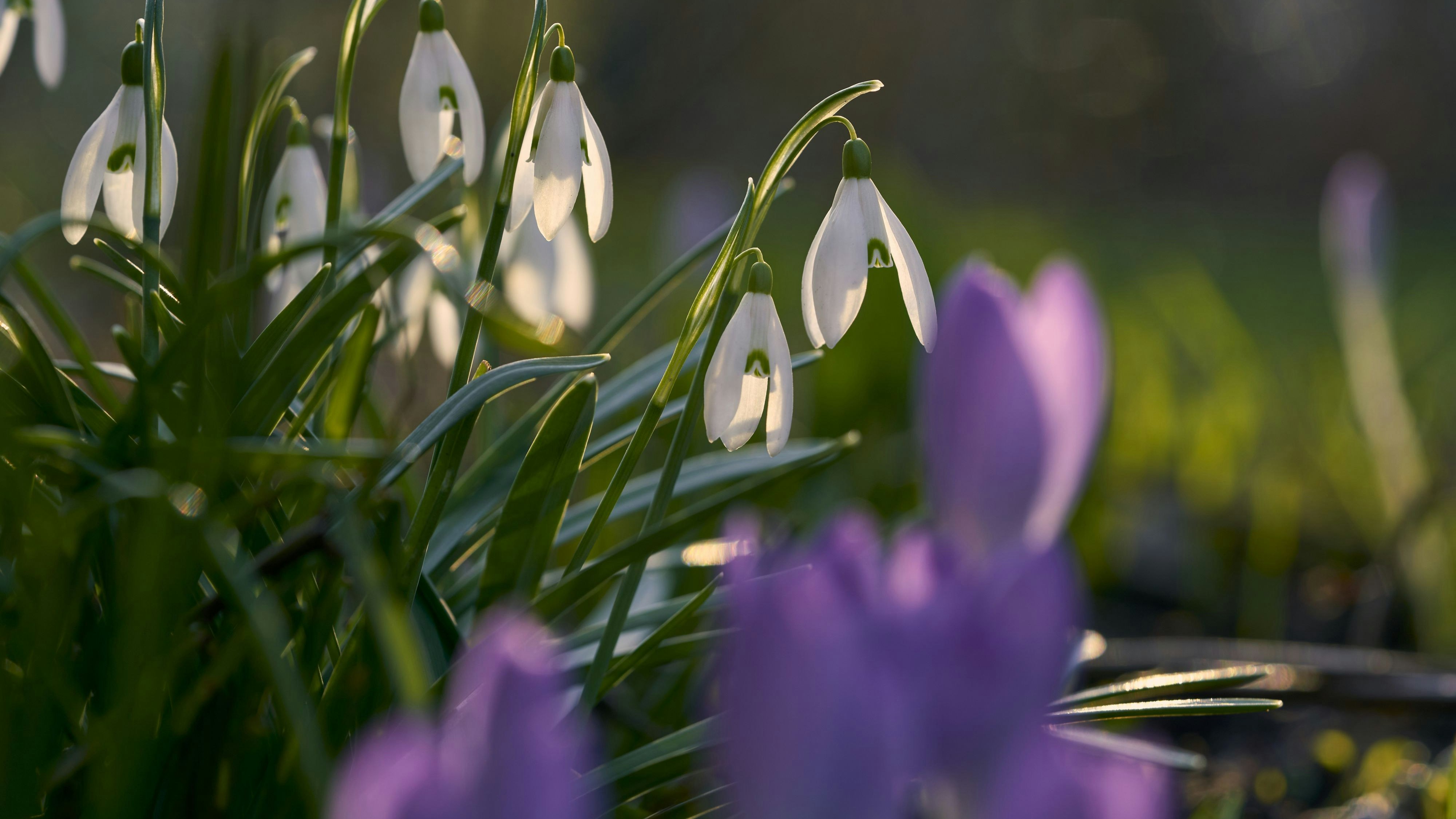 Schneeglöckchen und Krokusse blühen bereits.