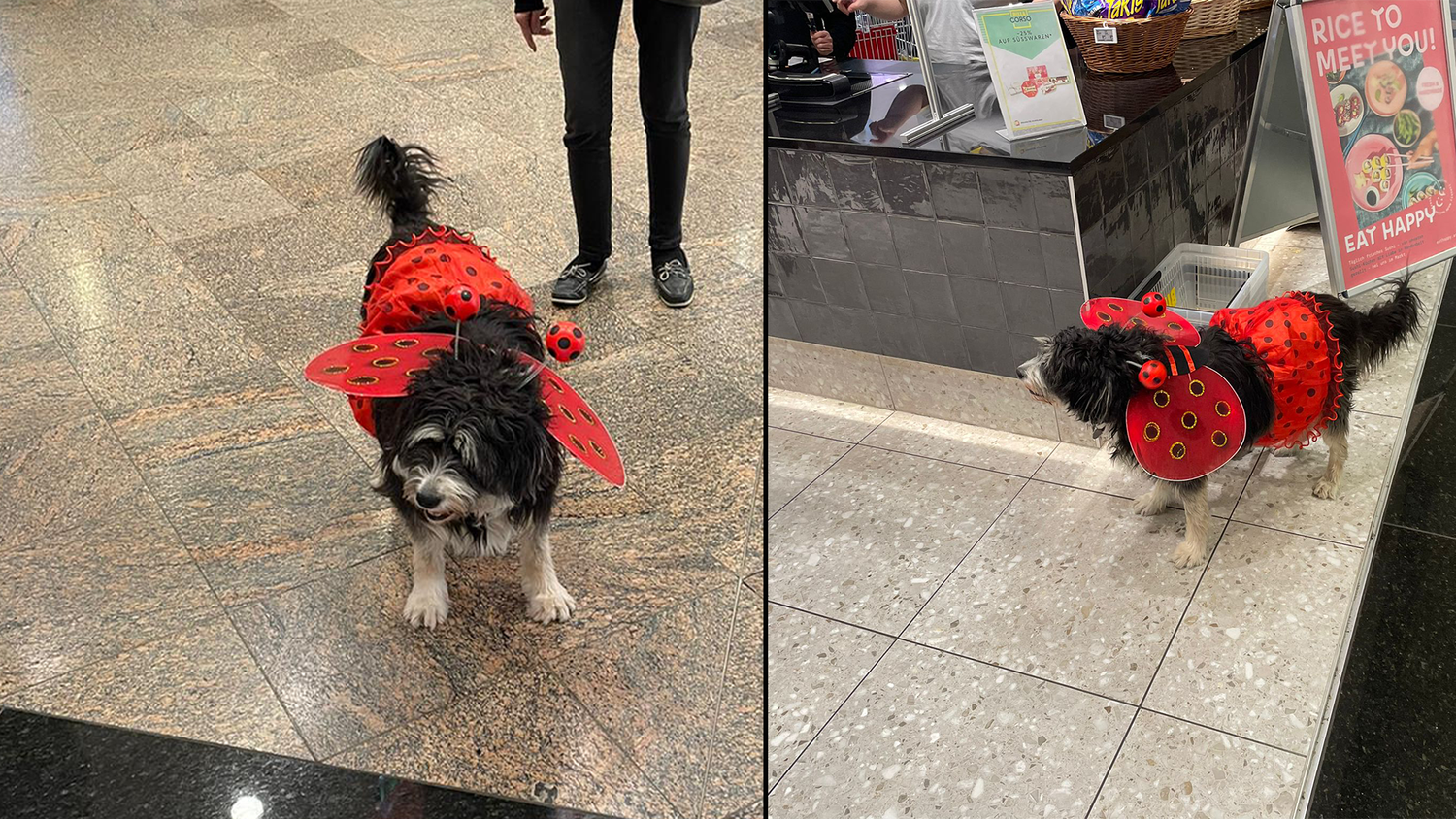 Ein verkleideter Hund sorgte am Faschingsdienstag für Aufsehen in der Wiener City. Zahlreiche Besucher fotografierten den Käfer-Hund.