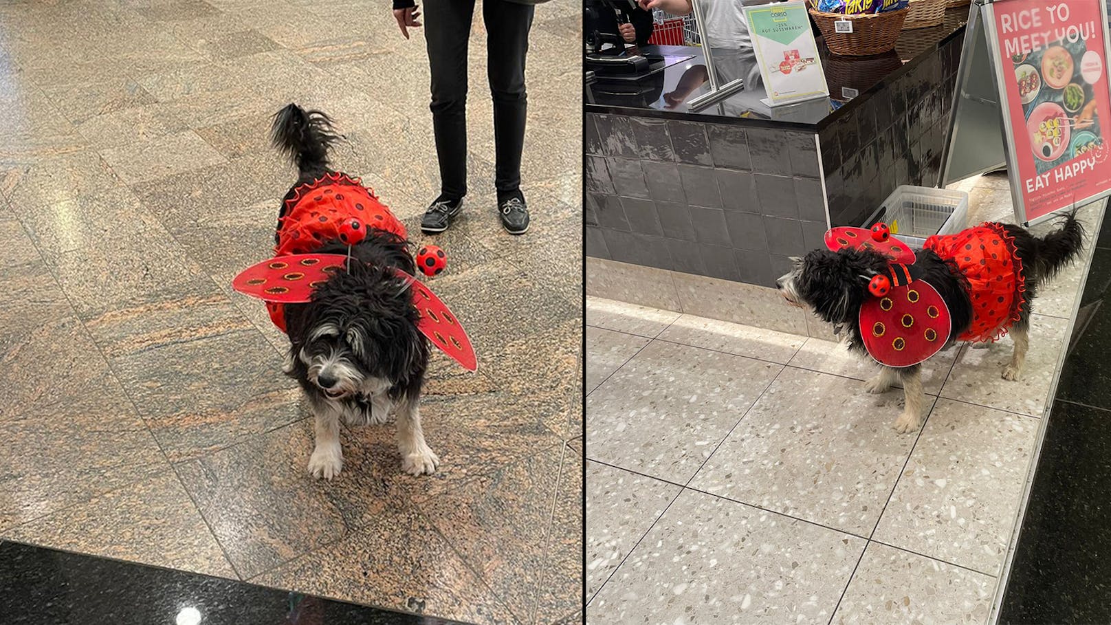 Wiener Faschingshund erobert Herzen im Supermarkt
