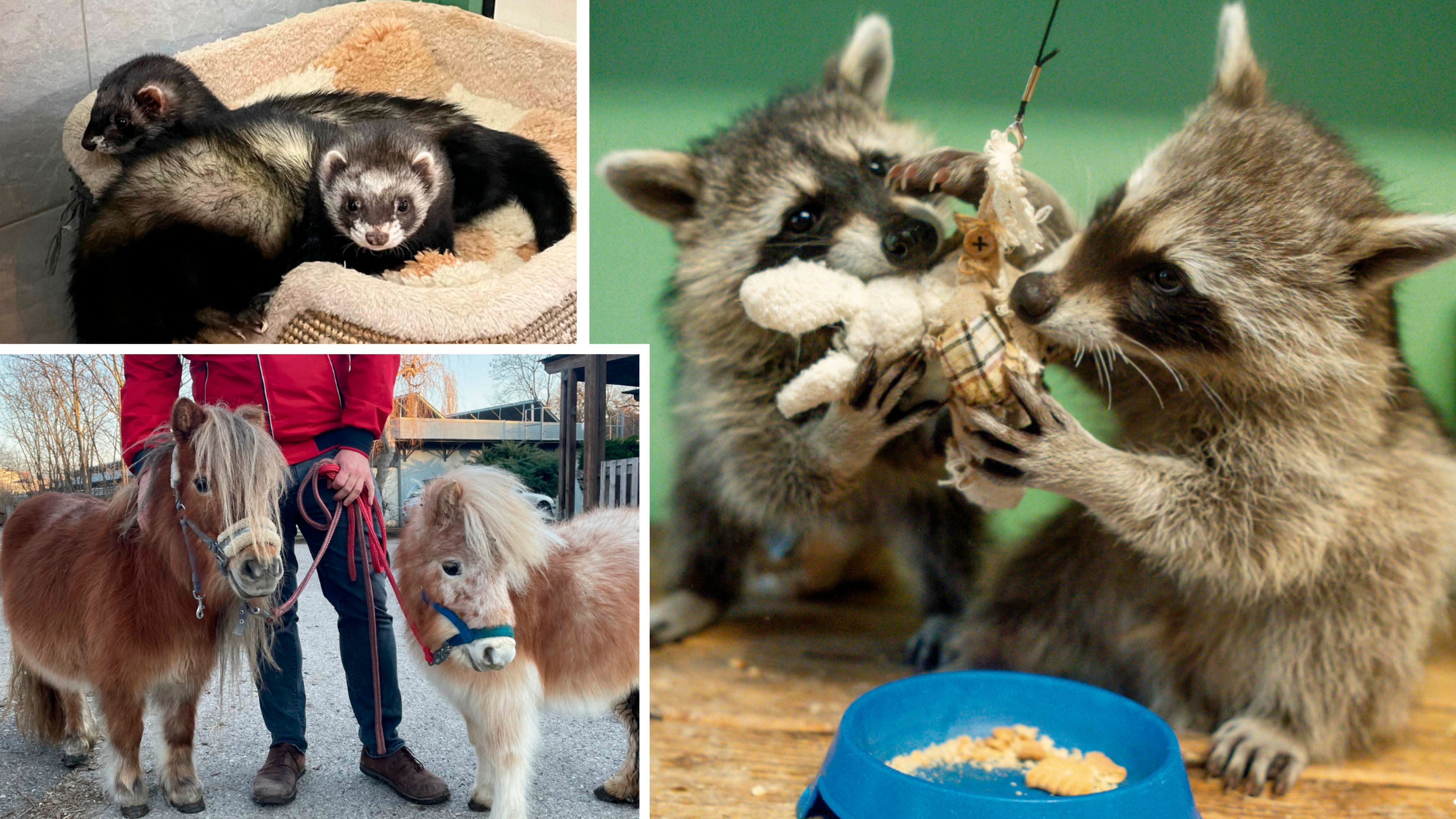 Zahlreiche süße Tierpärchen warten im Tierschutzhaus derzeit auf ein neues Zuhause