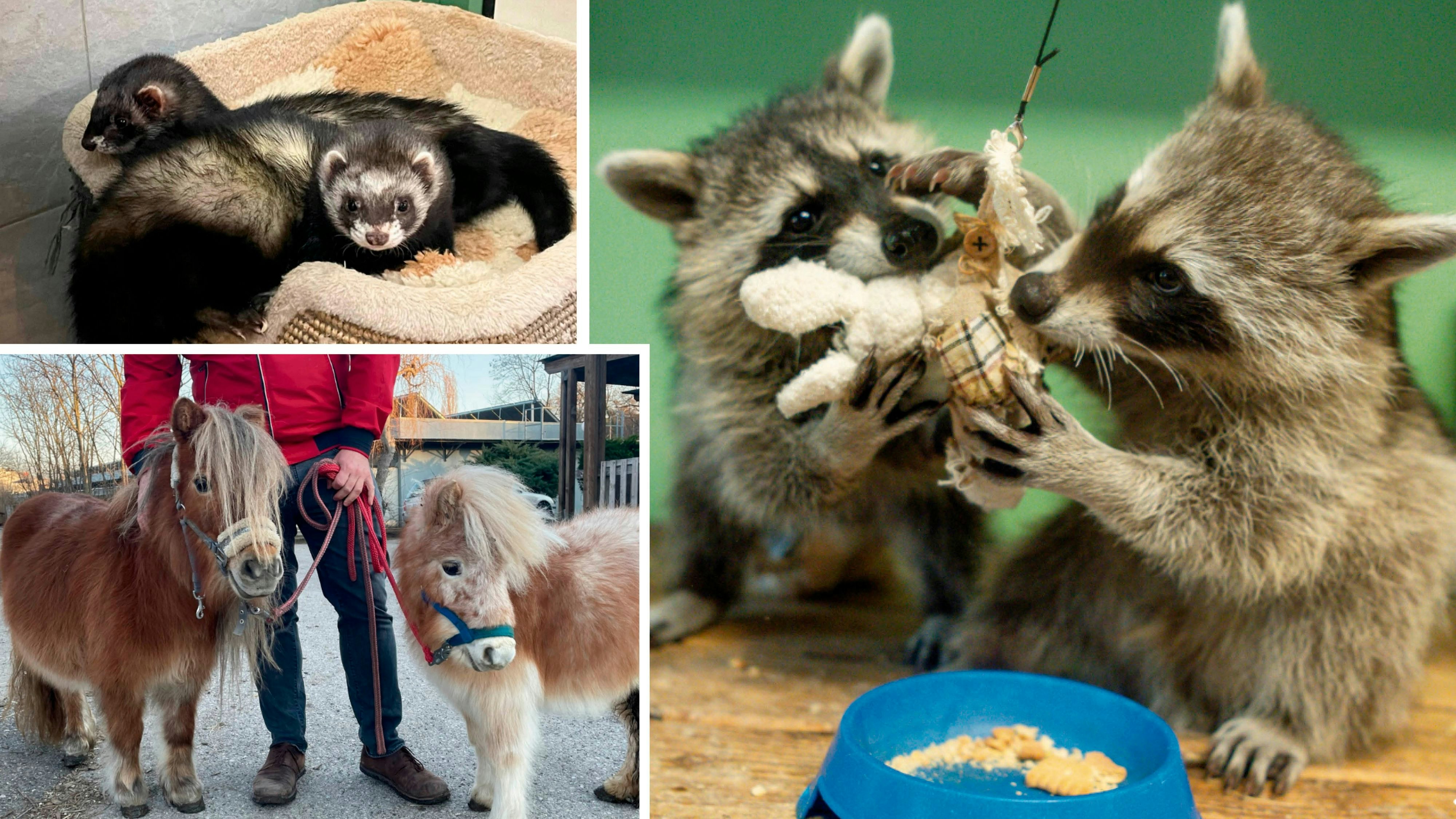 Zahlreiche süße Tierpärchen warten im Tierschutzhaus derzeit auf ein neues Zuhause