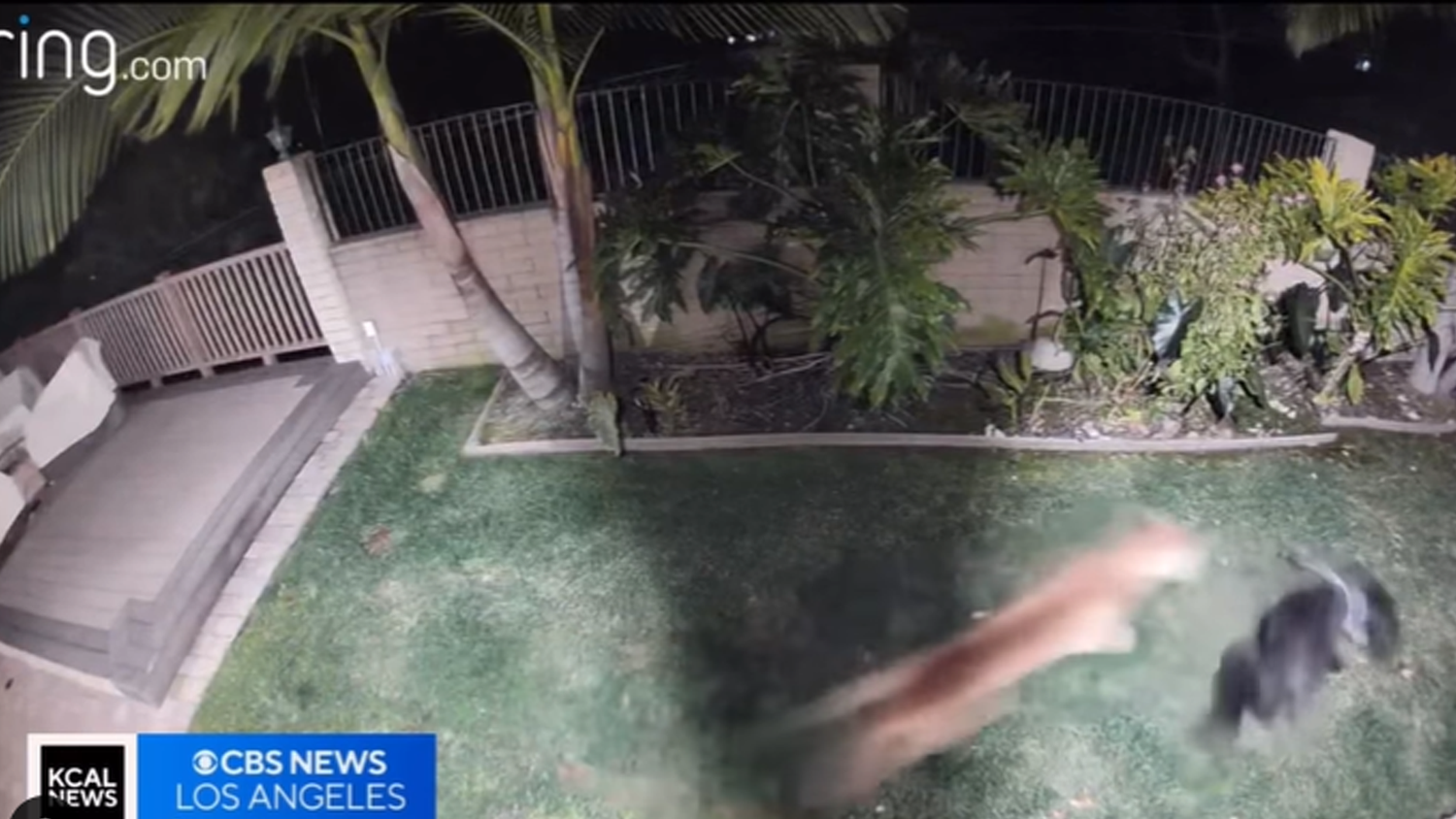 Der Puma fackelt nicht lange und geht auf Riesenschnauzer los. 