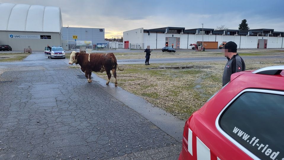 In Ried entkamen am Montag Kühe. Eine davon verletzte einen Radfahrer so schwer, dass dieser jetzt auf der Intensivstation liegt.