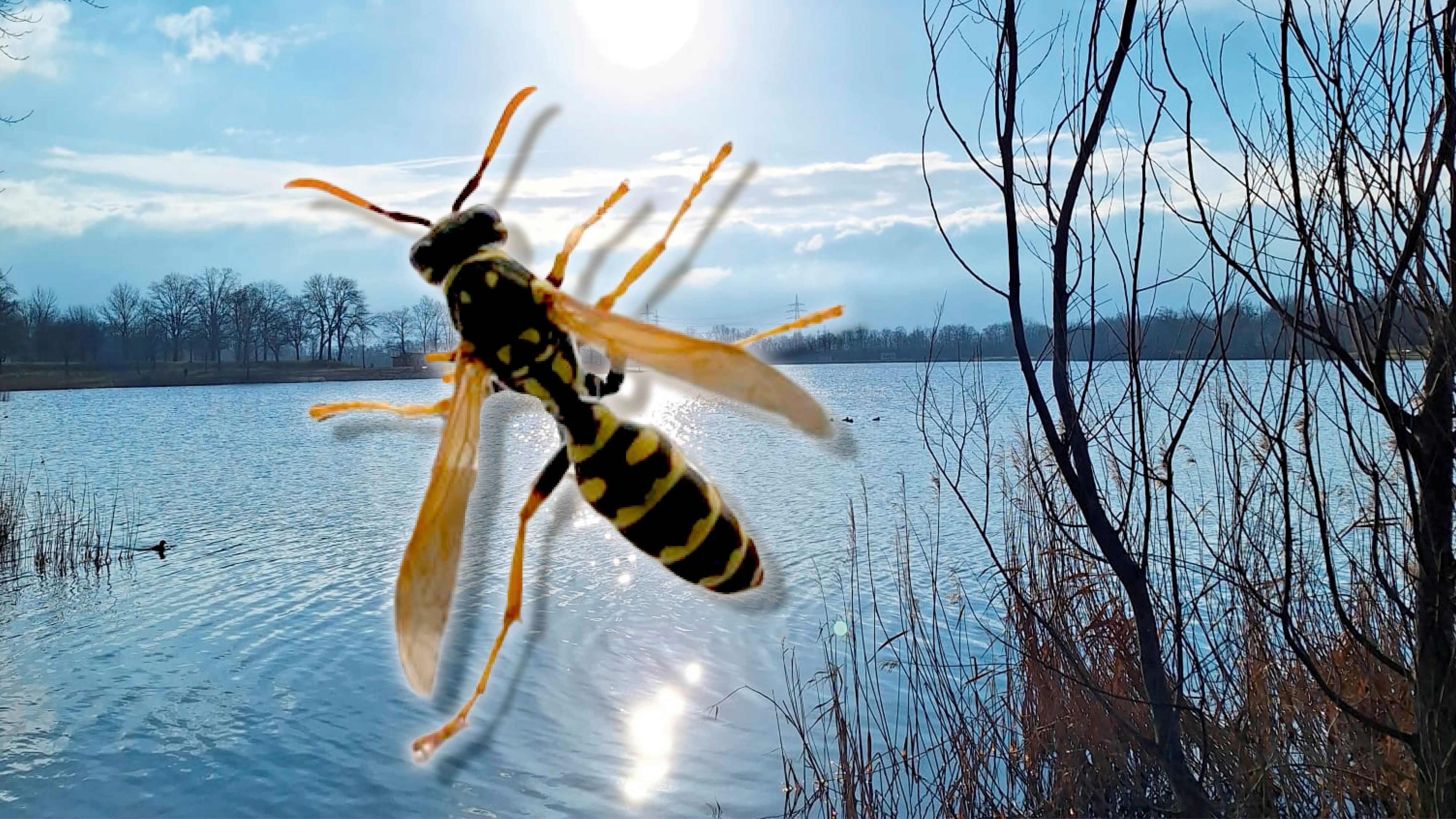 Sonnig und mild wie im Frühling ist es derzeit am Pichlinger See, wie dieses Foto zeigt. Eine Wespe hat es sich bereits in der <em>