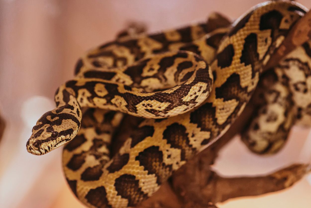 Es handelte sich um einen gelbliche Tigerpython.