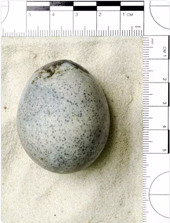 Dieses 1.700 Jahre alte Ei wurde unversehrt in einer Grube gefunden.