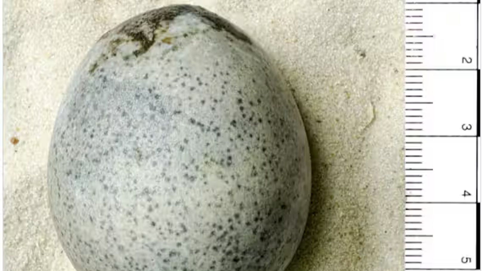 1.700 Jahre altes Ei gefunden – Inhalt überrascht