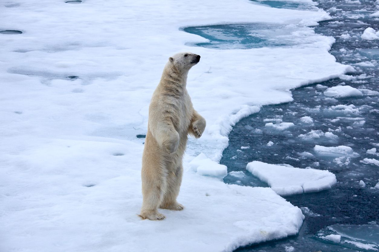 Zieht sich das Meereis zurück, sind Eisbären gezwungen, an Land zu gehen.