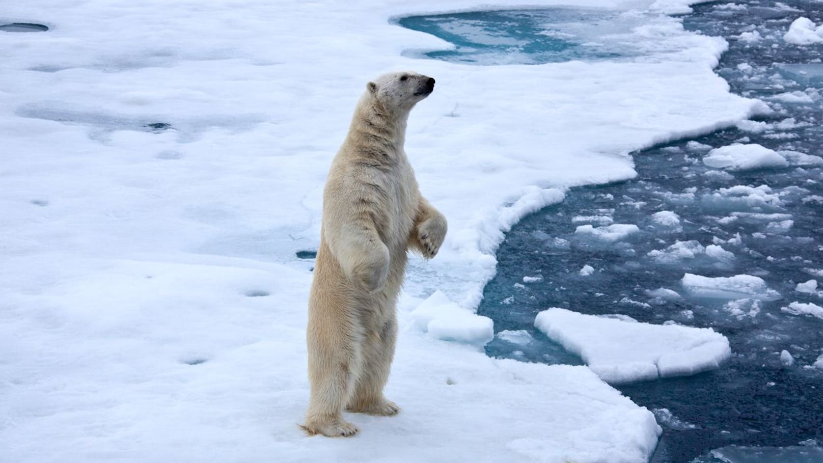 So bedroht der Klimawandel die Eisbären