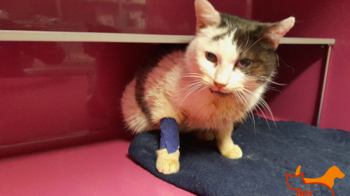 "Elfi" wurde krank am Wiener Hauptbahnhof ausgesetzt. 