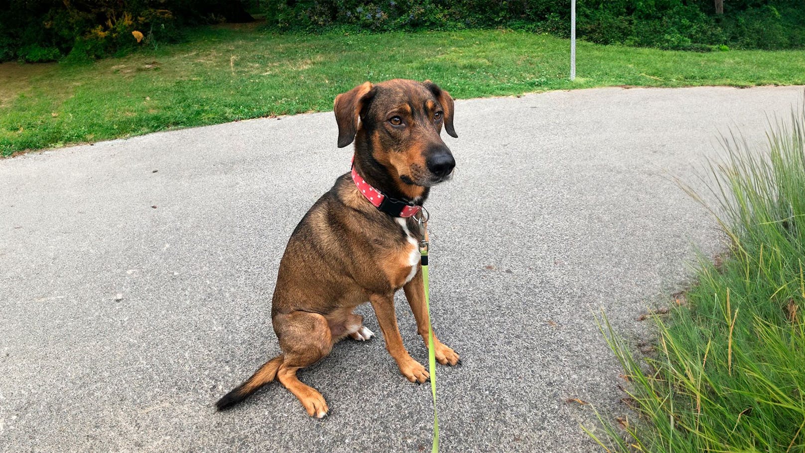 Hund gekidnappt – Wiener sucht verzweifelt nach Ricco