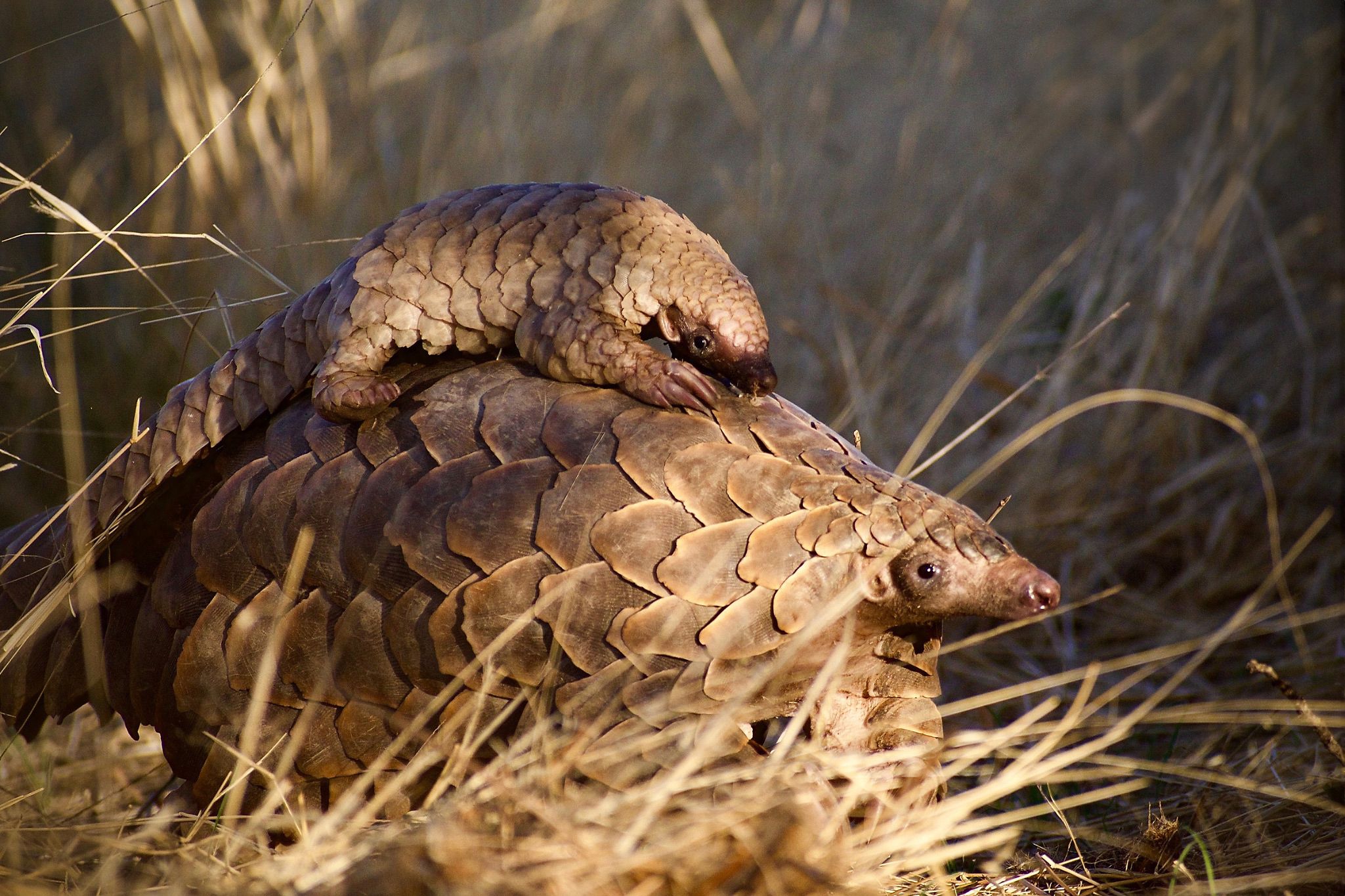 Schuppentiere sind die am meist geschmuggelten Säugetiere der Welt.
