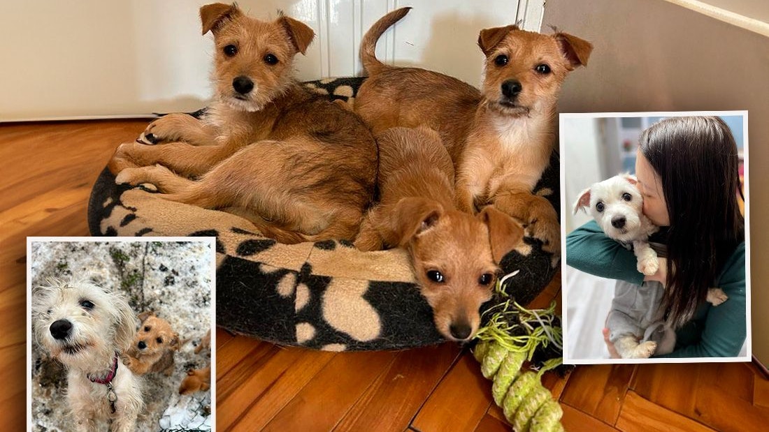 "Ellie" und ihre Babys wurden bei Minusgraden in der Kälte gehalten (l.). Die Pfotenretter aus Wien schenkten den Hunden ein neues Leben (Mi., r.).