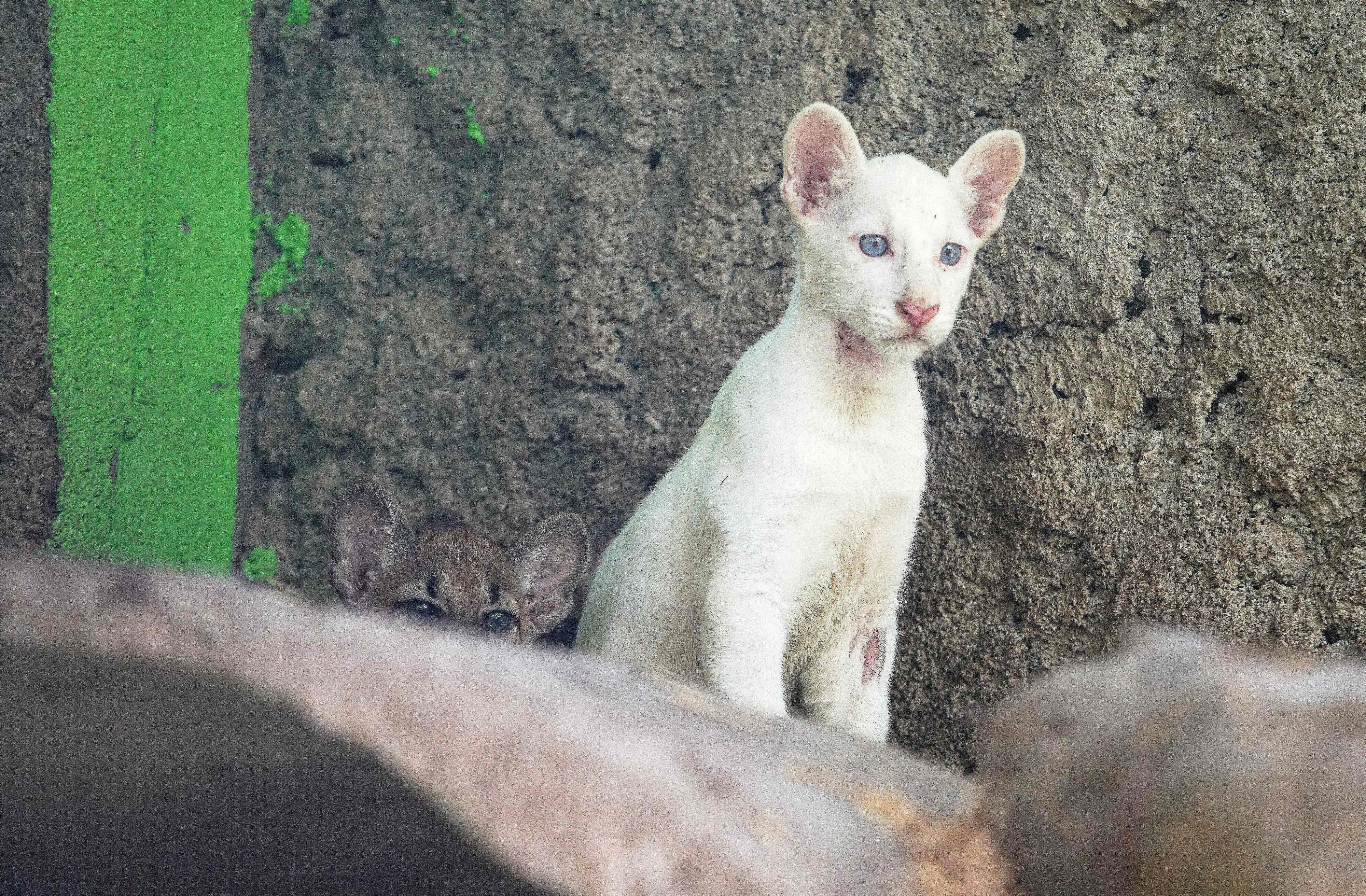 Dieses wunderschöne Puma-Baby kam im August 2023 im Thomas-Belt-Zoo von Juigalpa, Nicaragua zur Welt und musste vorerst vor den Besucher versteckt werden. 