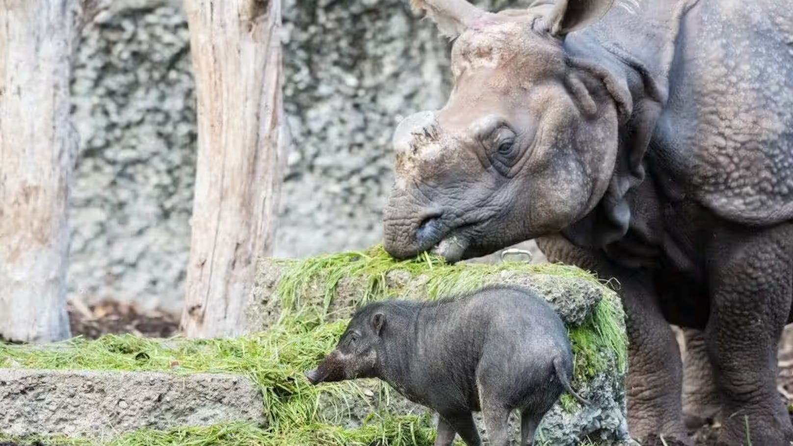 Gemetzel vor Kindern – Nashorn spießt Zoo-Schwein auf