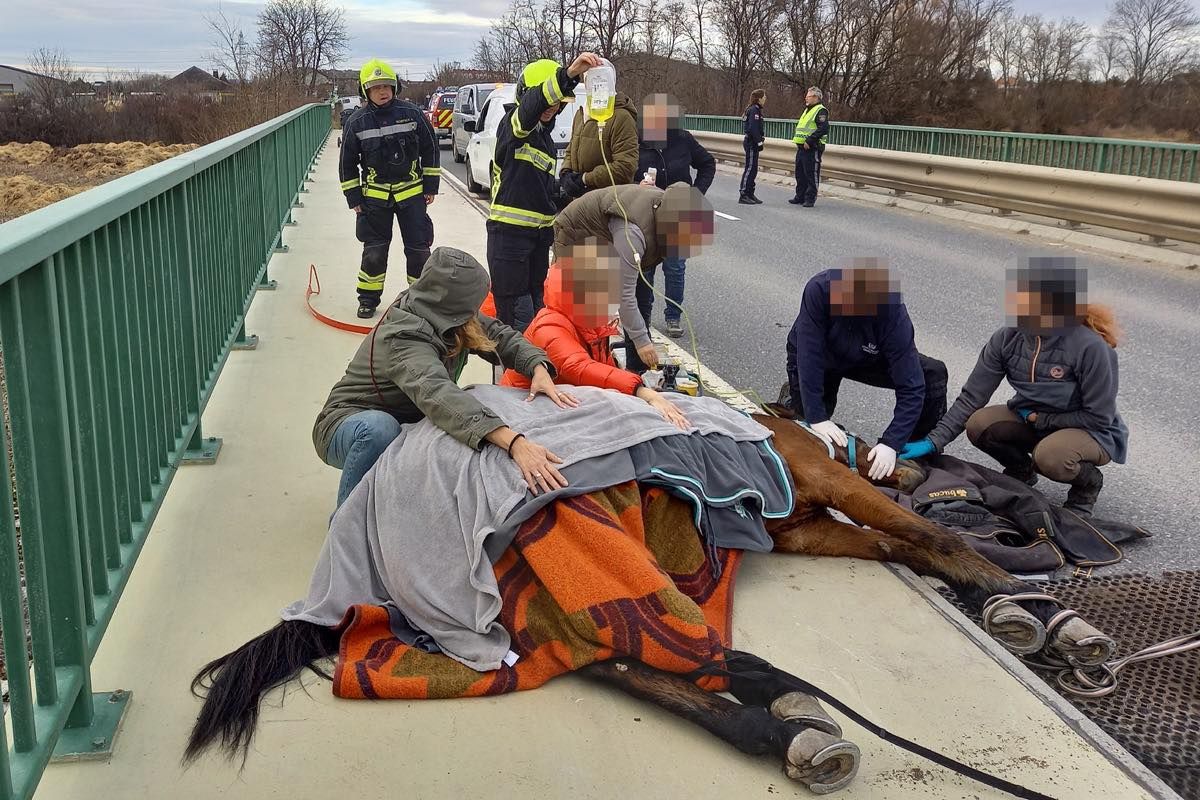 Das Tier stürzte und konnte nicht mehr eigenständig aufstehen. Die Feuerwehren aus Himberg und Laxenburg halfen.