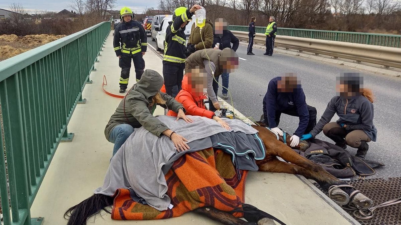 Mit einem speziellen Großtier-Hebegeschirr wurde das Pferd wieder auf die Beine gestellt.