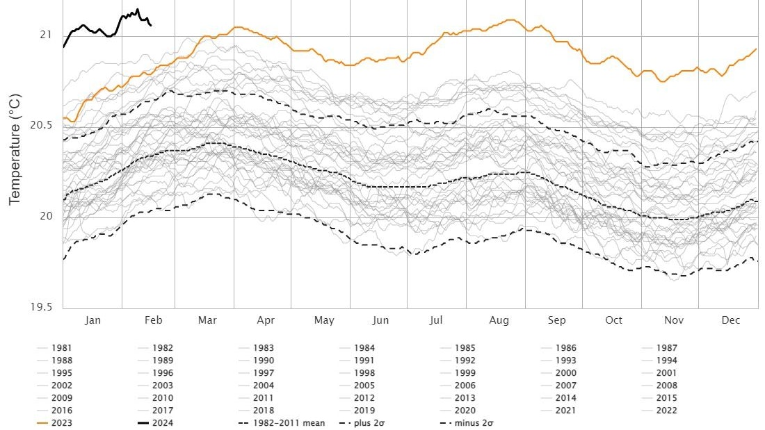 Die Oberflächentemperatur der Ozeane erreichte im Februar 2024 (schwarze Linie) neue Rekordhöhen.