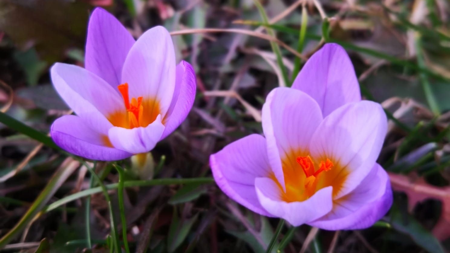 Im Wiener Umland blühen die Krokusse immer früher. Diese Aufnahme entstand am 7. Februar 2024.