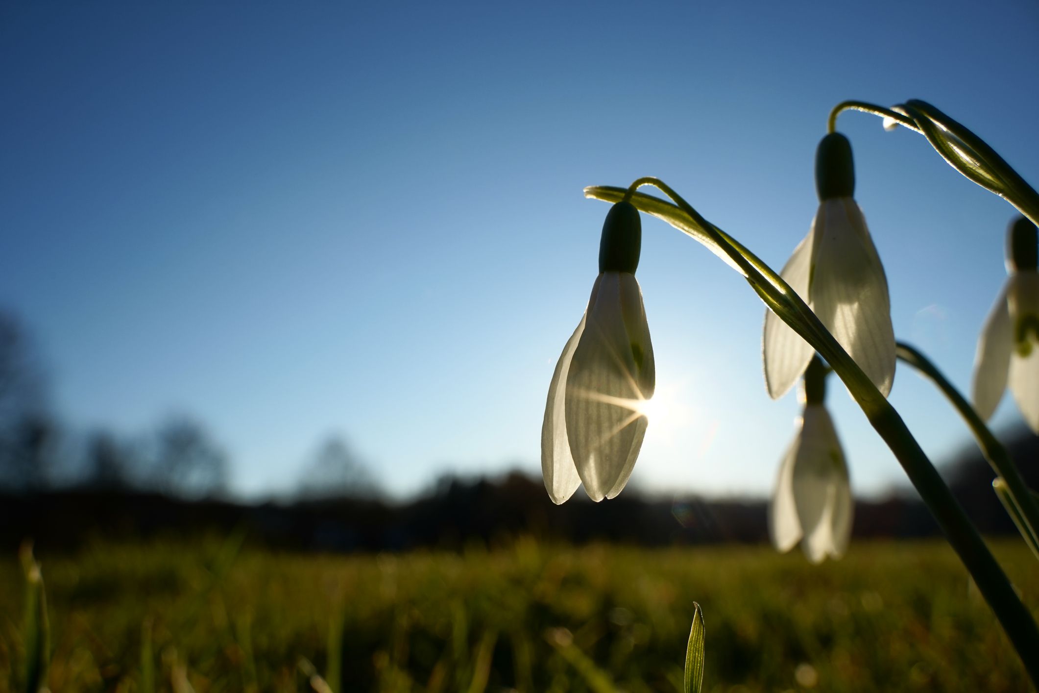 Das Frühlingserwachen der heimischen Pflanzen verschiebt sich immer weiter nach vorne.
