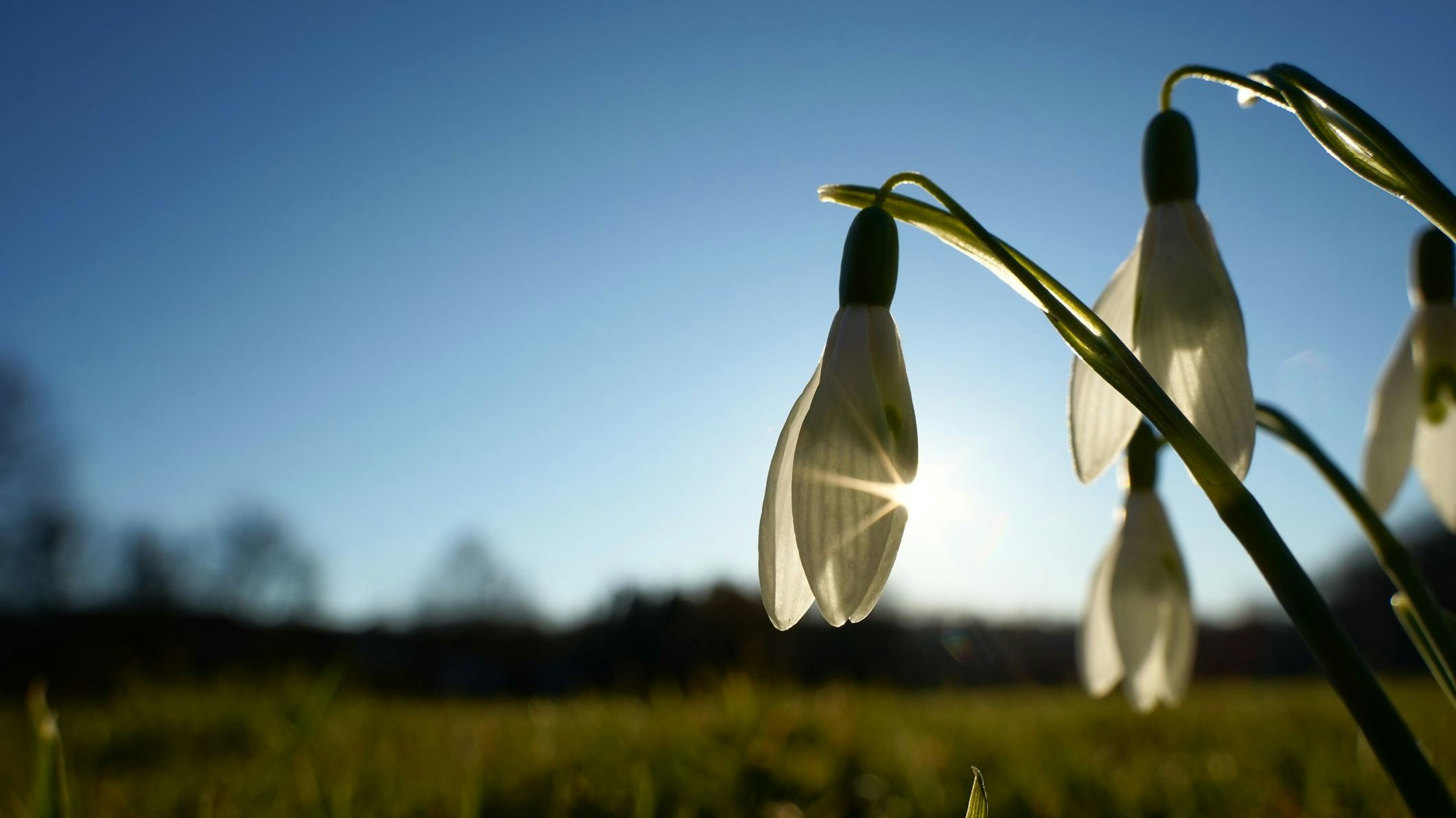 Das Frühlingserwachen der heimischen Pflanzen verschiebt sich immer weiter nach vorne.