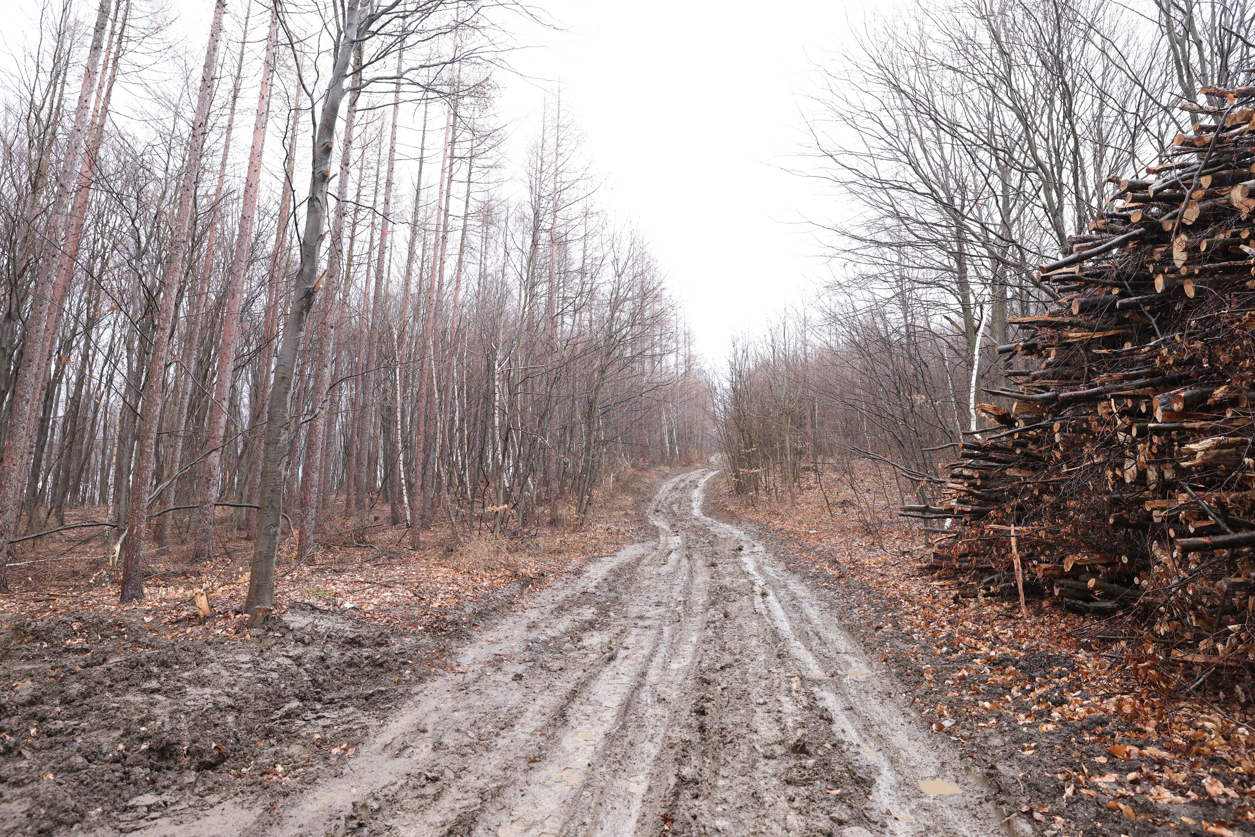 Hier, in der Nähe der Amundsenstraße in Wien-Hernals, fand der Hund eines Wanderers Sonntagmittag die völlig verbrannte Leiche einer Frau.