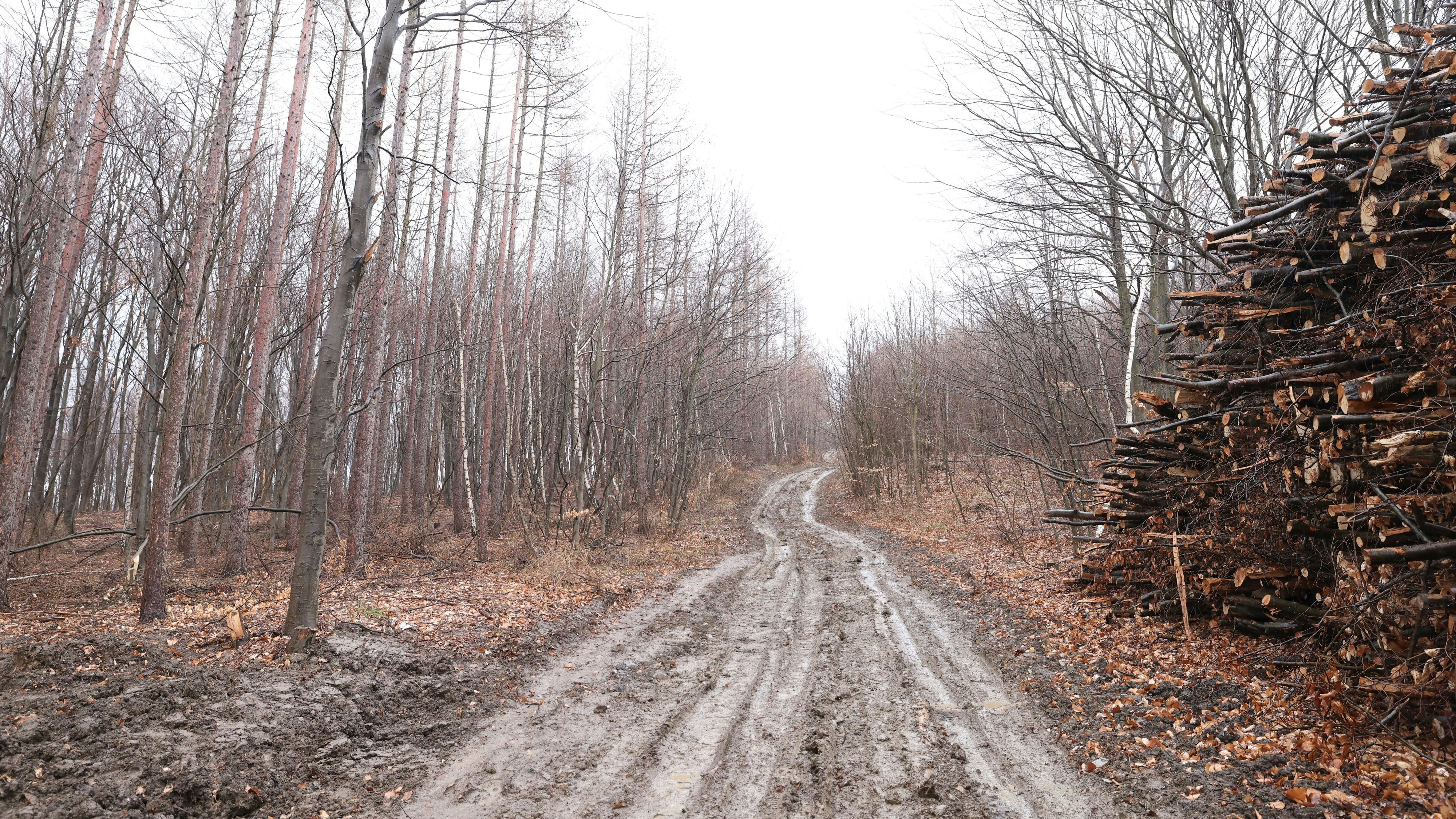 Hier, in der Nähe der Amundsenstraße in Wien-Hernals, fand der Hund eines Wanderers Sonntagmittag die völlig verbrannte Leiche einer derzeit unbekannten Frau.