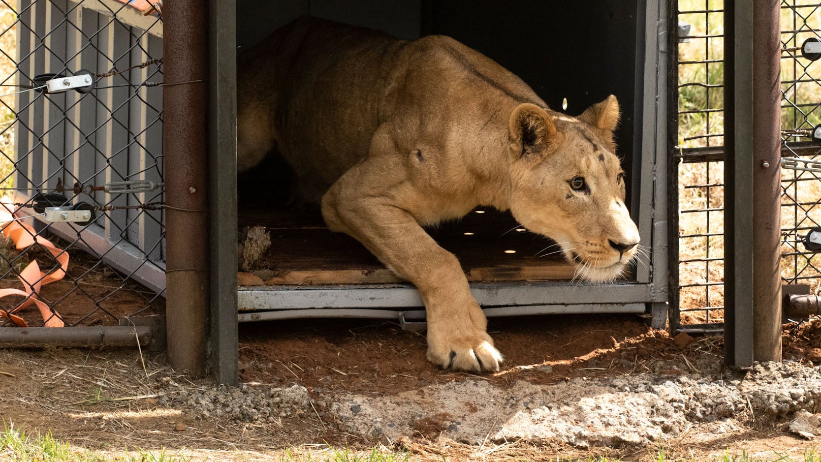 Diese Löwen darf nach neun Monaten Angst und Strapazen endlich ihre ersten Schritte in Sicherheit machen. 