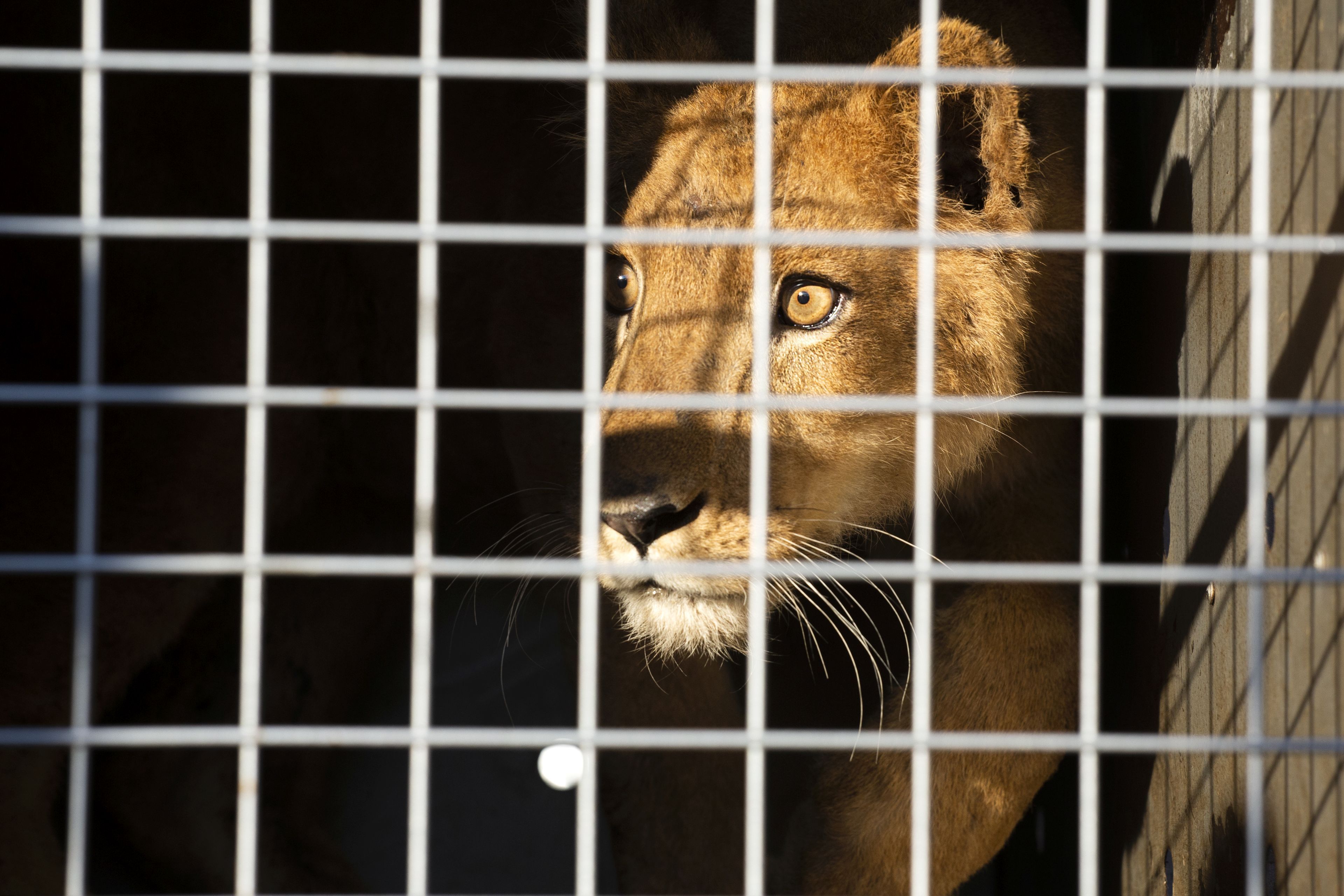 Diese Löwin und weitere Artgenossen finden nun in Südafrika ein neues Zuhause.&nbsp;