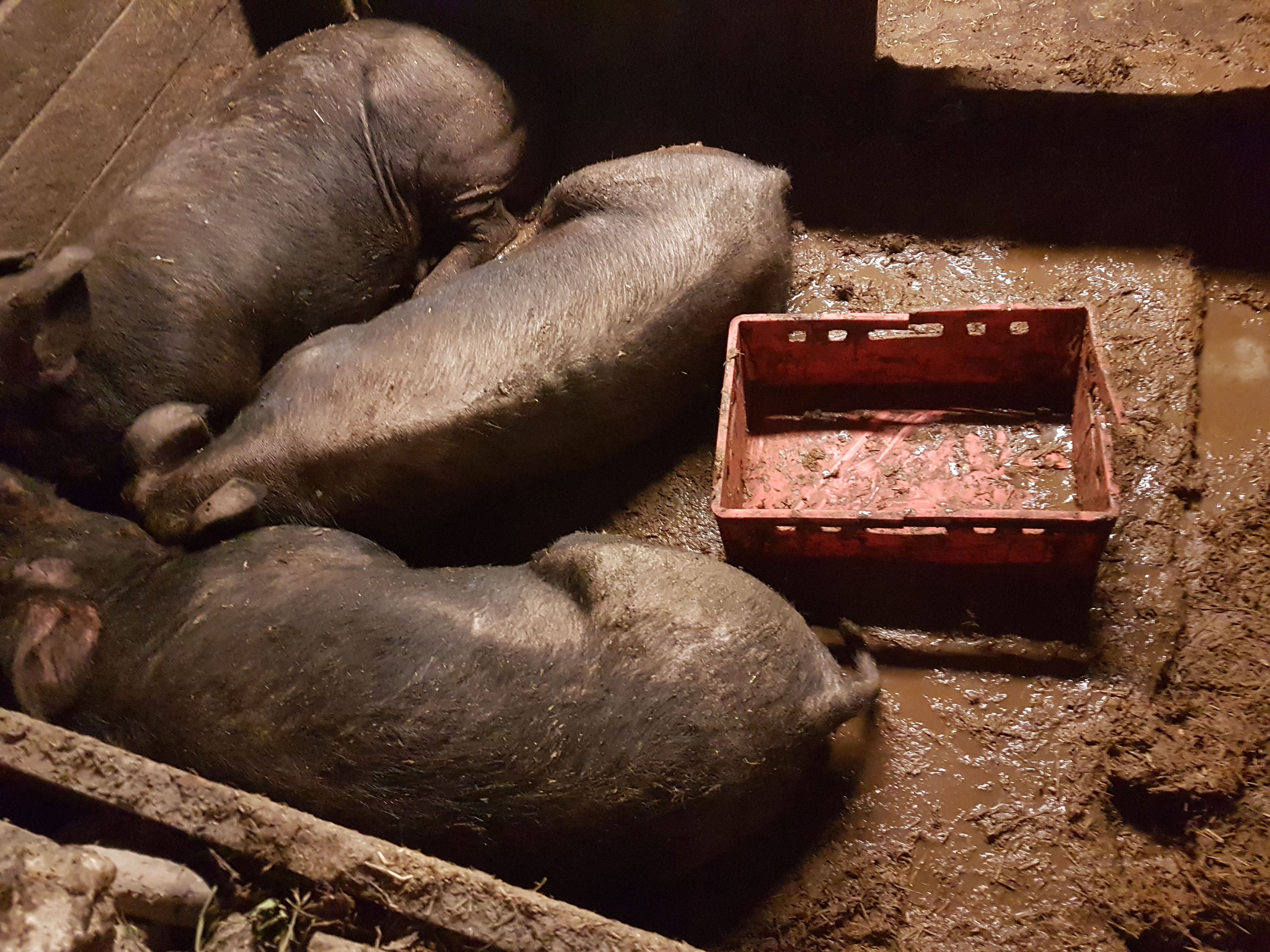 Fotos zeigen, dass die Tiere im eigenen Kot lagen.