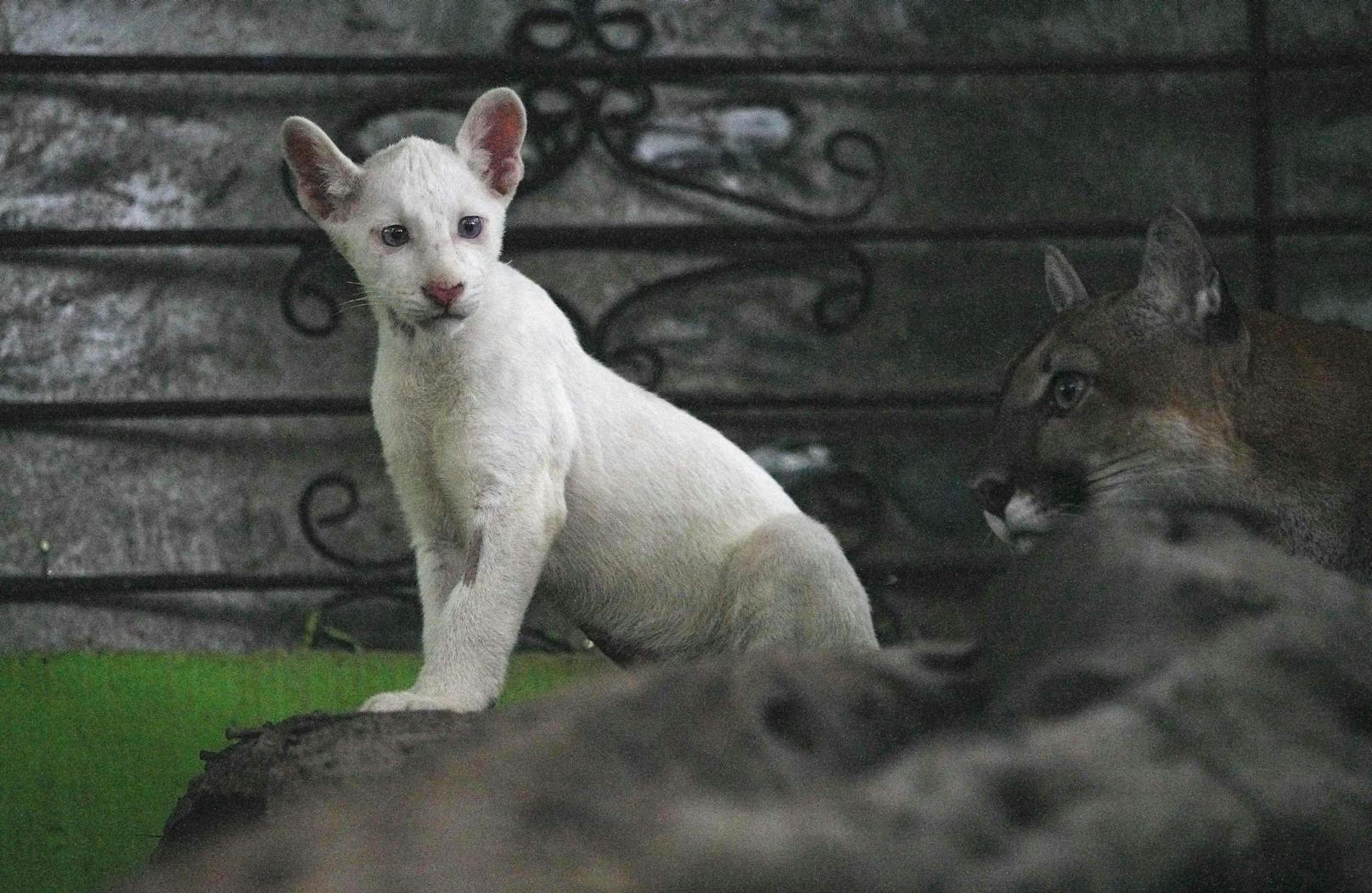 Lange Zeit war Albino-Puma "Itzae" von den Besuchern gut abgeschirmt - bis alle Untersuchungen abgeschlossen waren.&nbsp;