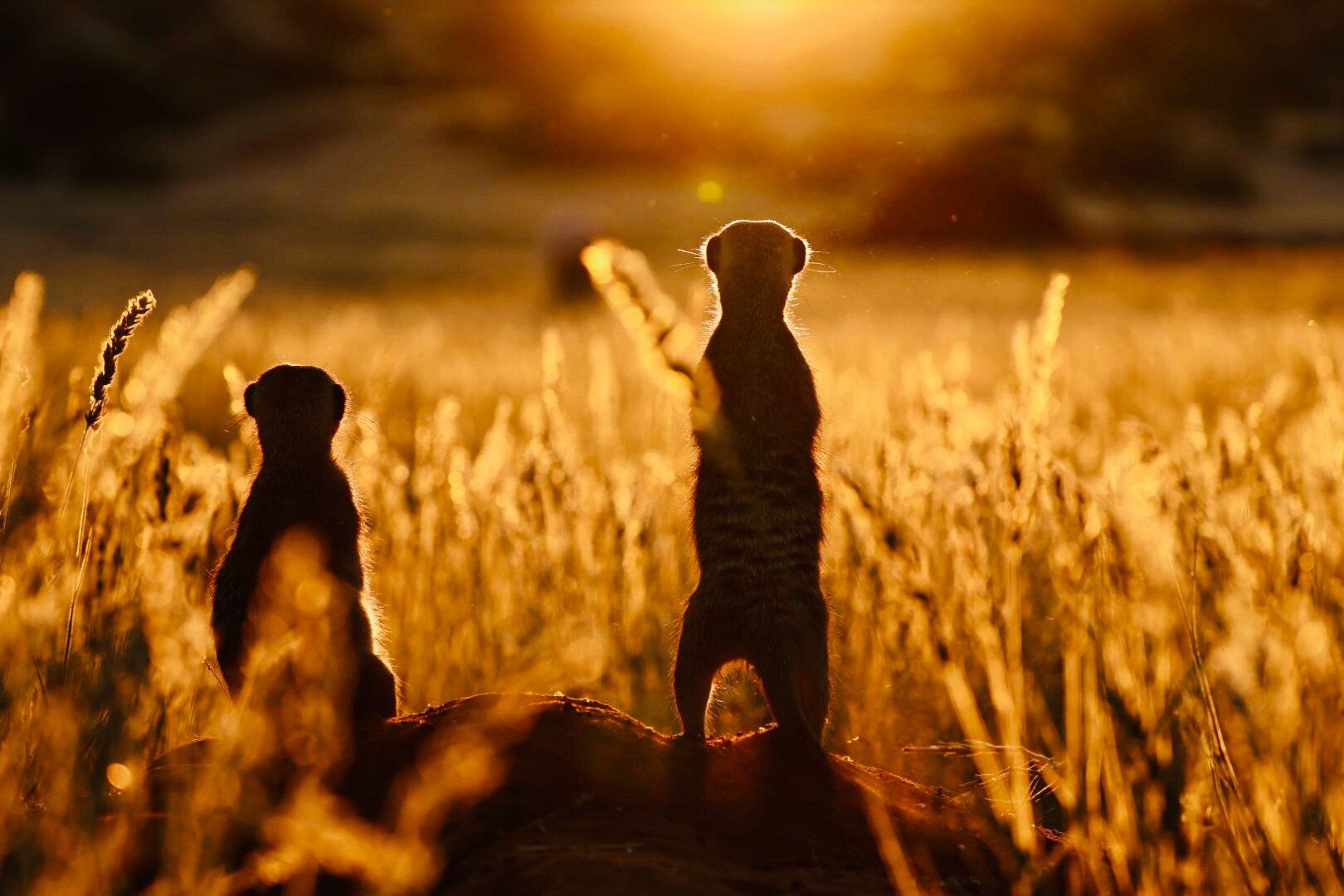 Sonnenuntergang in der Kalahari: Erdmännchen sind tagaktiv. Diese beiden werfen noch einen letzten Blick in den Sonnenuntergang, bevor sie unter der Erde im Bau verschwinden. 