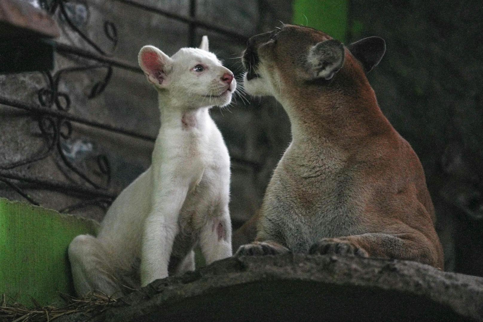 Obwohl es öfter weiße Tiger und auch Löwen gibt, sind Albino-Pumas kaum dokumentiert.&nbsp;