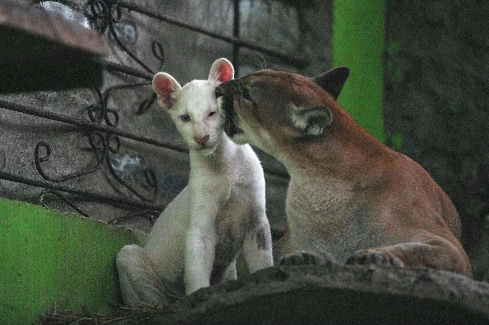 Ein ganz besonderes Mädchen kam im Thomas-Belt-Zoo in der Stadt Juigalpa in Nicaragua zur Welt.
