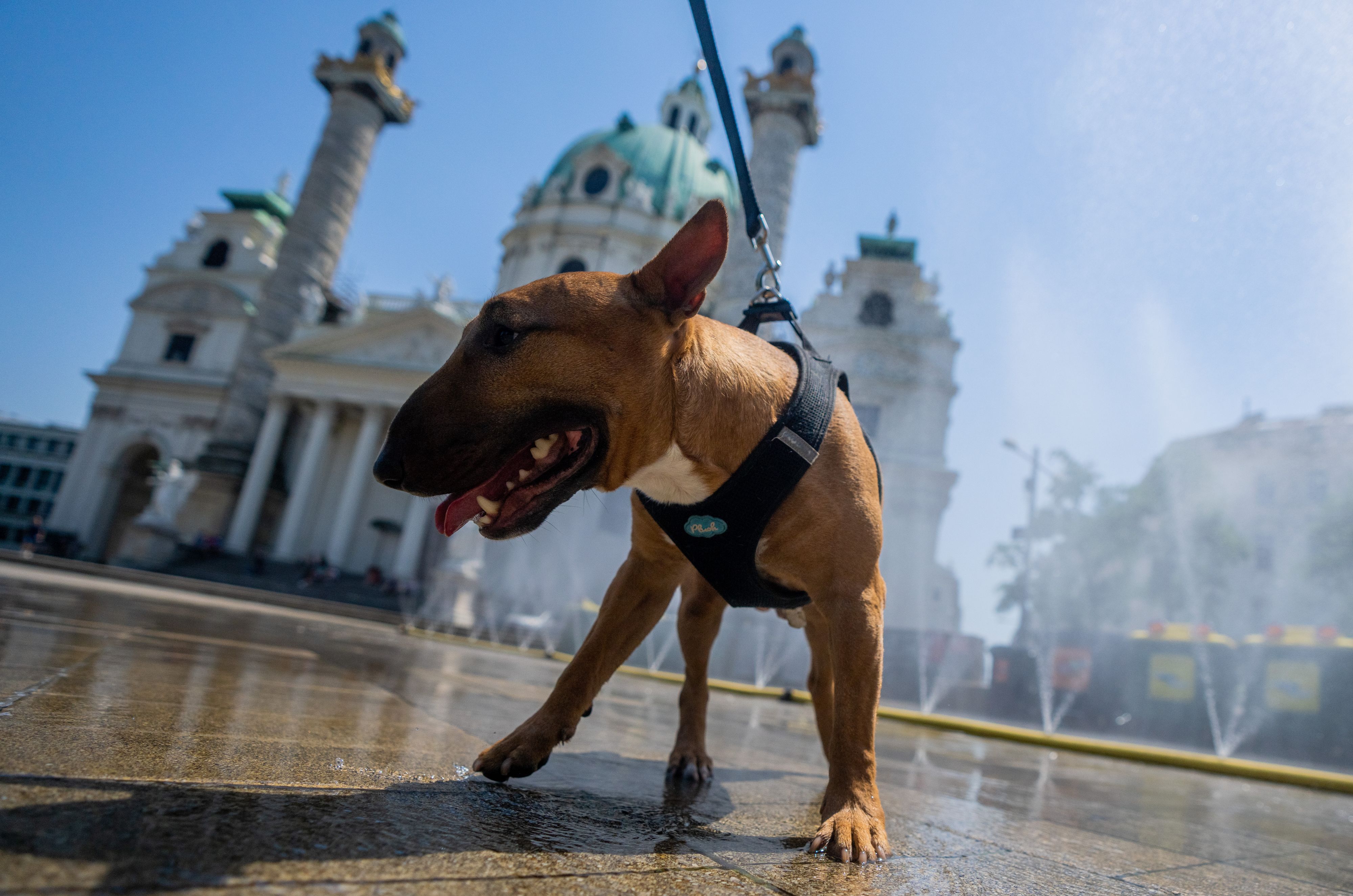 Am 28. Juni wird abgekühlt! Die Wiener Linien bieten ein entspanntes Programm unter Palmen an - alle sind willkommen
