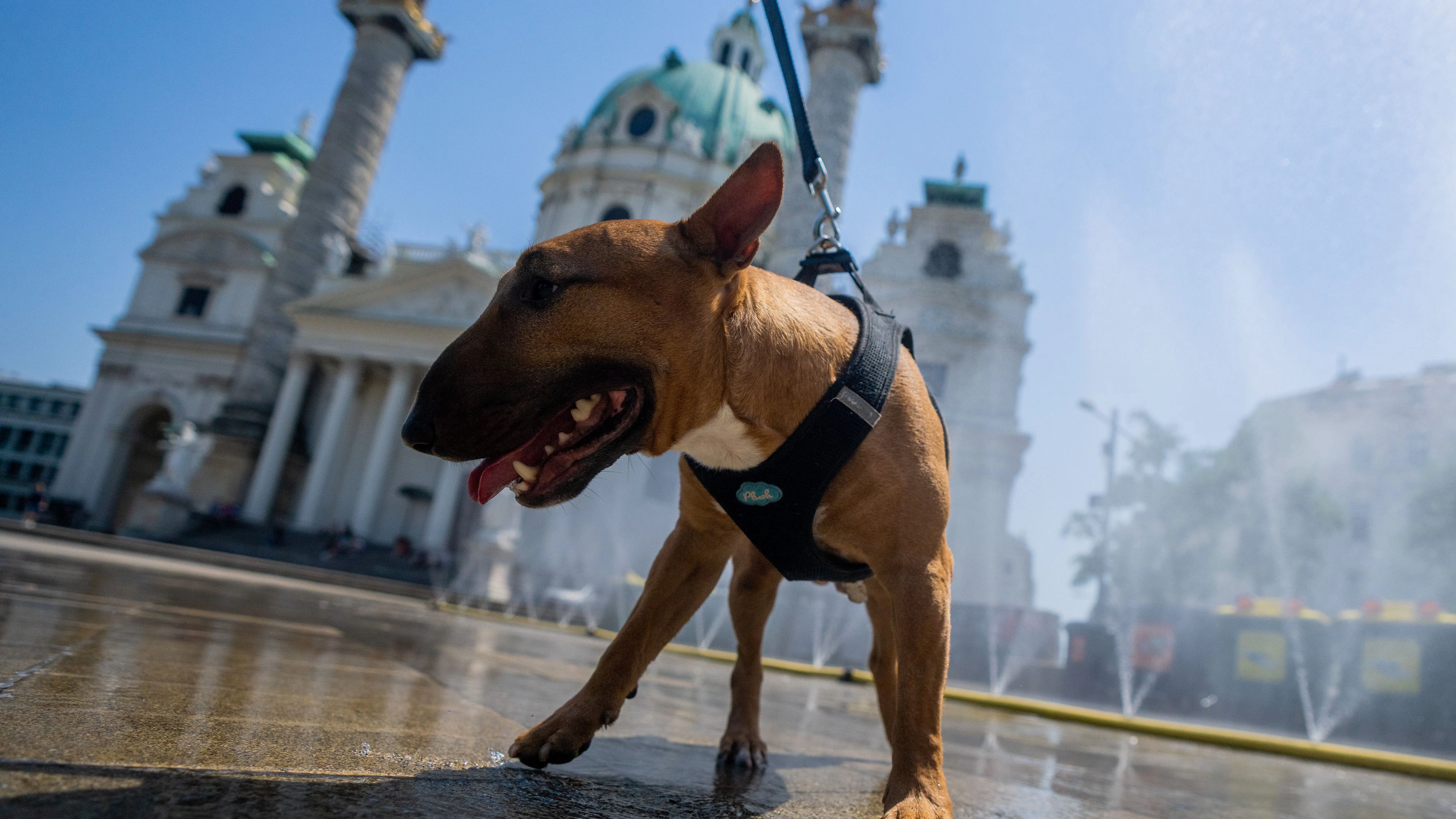 Download von www.picturedesk.com am 19.02.2024 (11:06).  ABD0093_20210629 - WIEN - ÖSTERREICH: ++ THEMENBILD ++ Illustration zu den Themen Wetter / Hitze / Sommer. Ein Hund lässt sich am Dienstag, 29. Juni 2021, durch Sprühnebel und Wasservorhang am Karlsplatz in Wien abkühlen. - FOTO: APA/GEORG HOCHMUTH - 20210629_PD4252 - Rechteinfo: Rights Managed (RM)