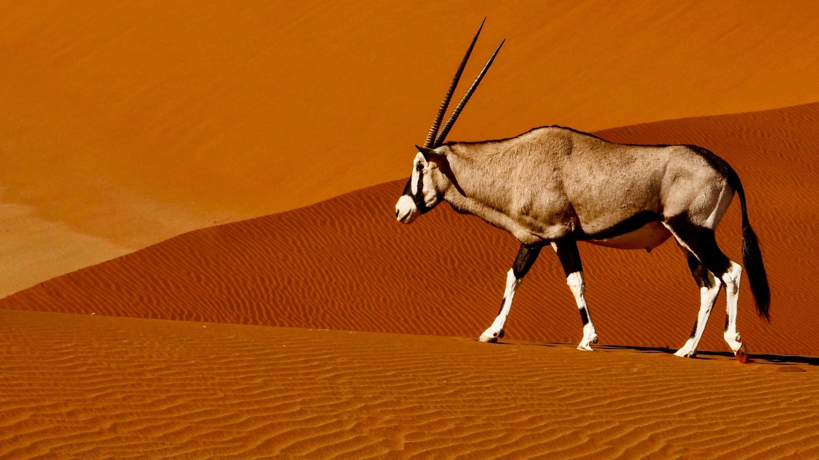 Kaum ein Lebewesen ist so gut an Hitze und Trockenheit angepasst wie der Spießbock, auch bekannt als Oryxantilope. Er kann seine Körpertemperatur auf bis zu 45 Grad Celsius ansteigen lassen, ohne dabei Schaden zu nehmen. 