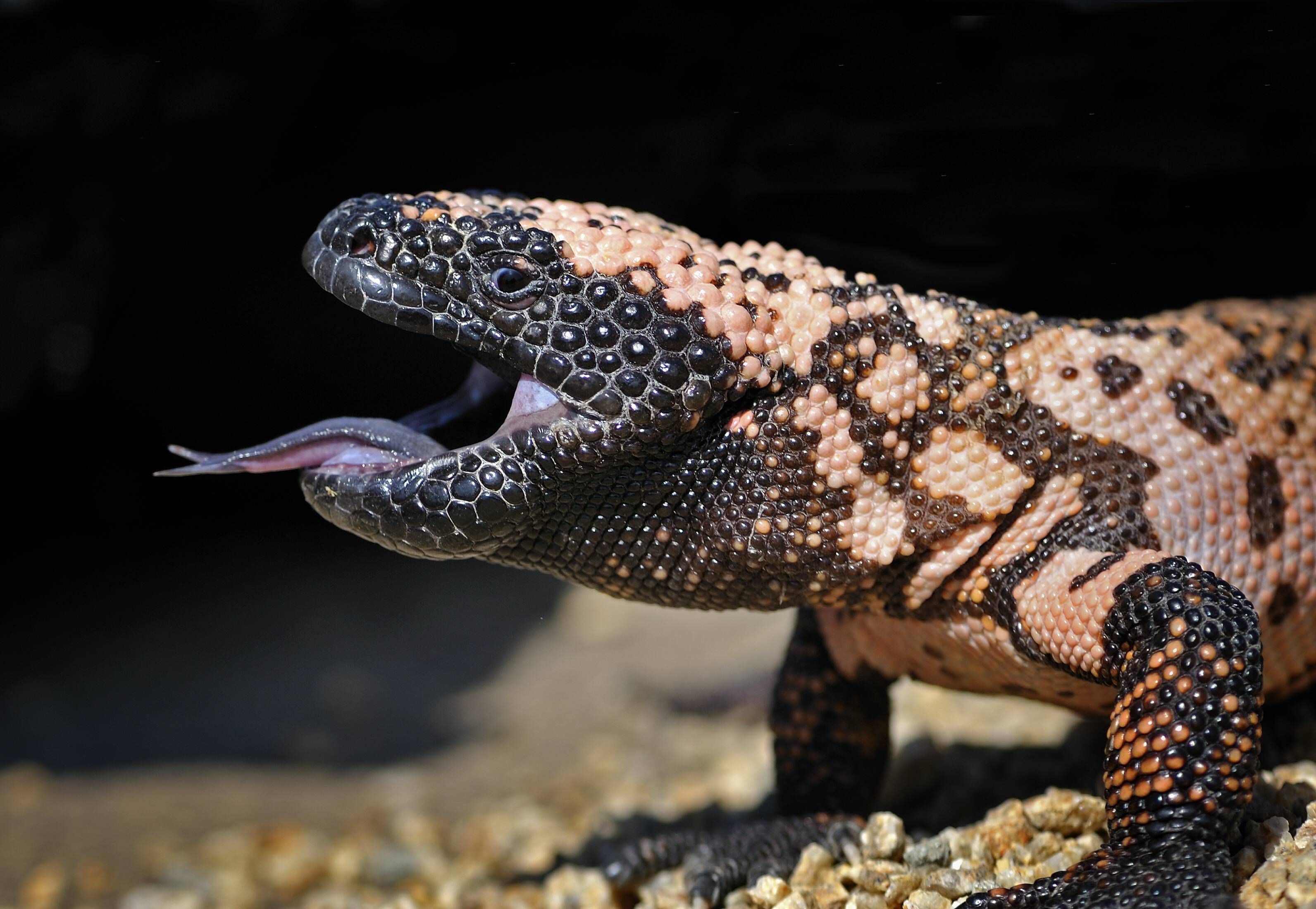 Eine Gila-Krustenechse (Heloderma suspectum) soll mit ihrem Giftbiss ihren Halter getötet haben. Archivbild