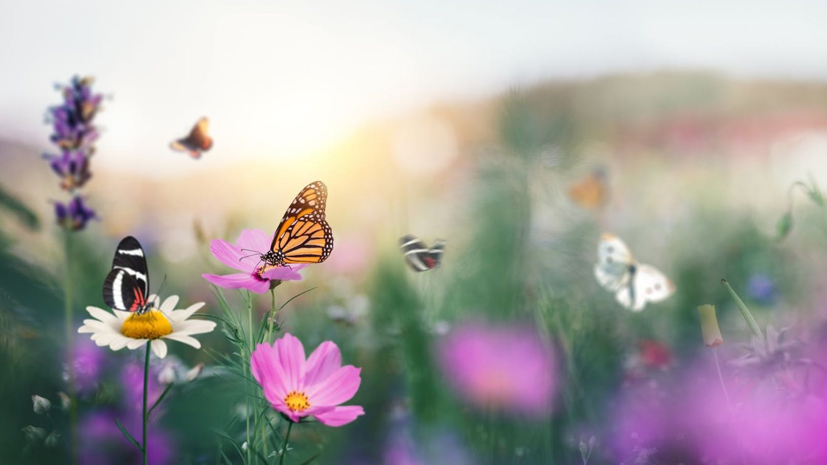 Österreich sucht seinen Schmetterling des Jahres
